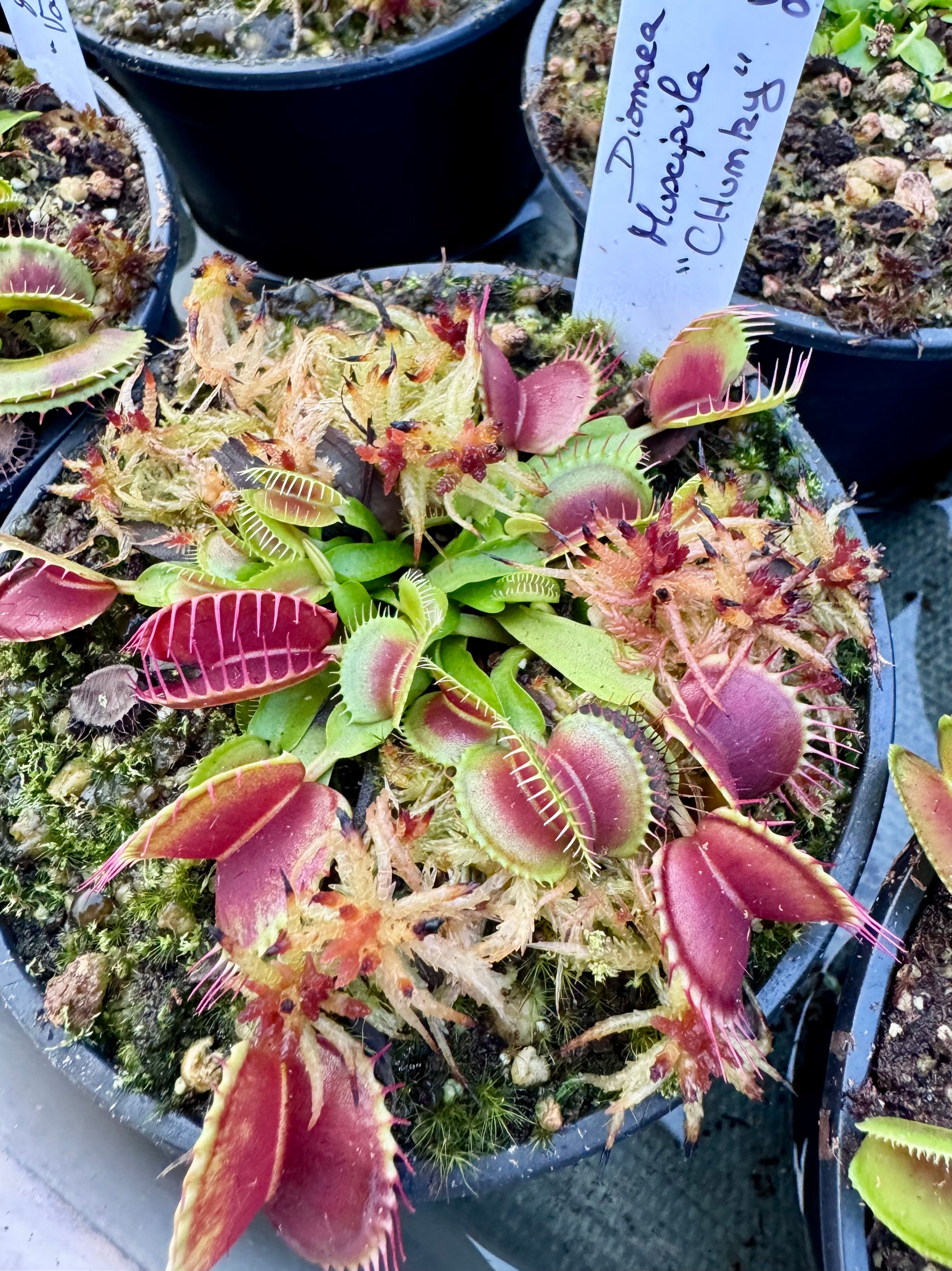 Dionaea muscipula -Chunky
