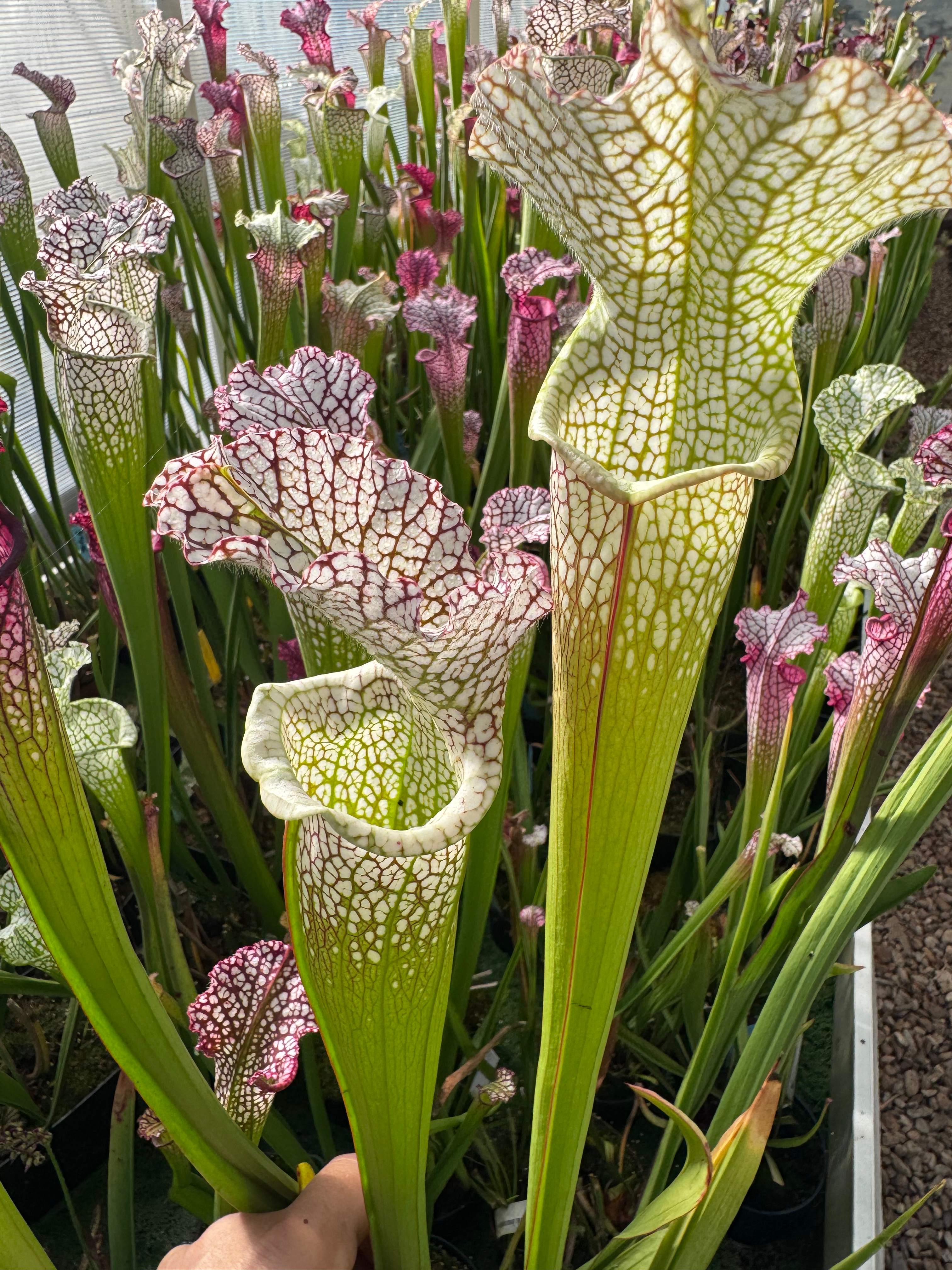 S. leucophylla – fine tube élégant