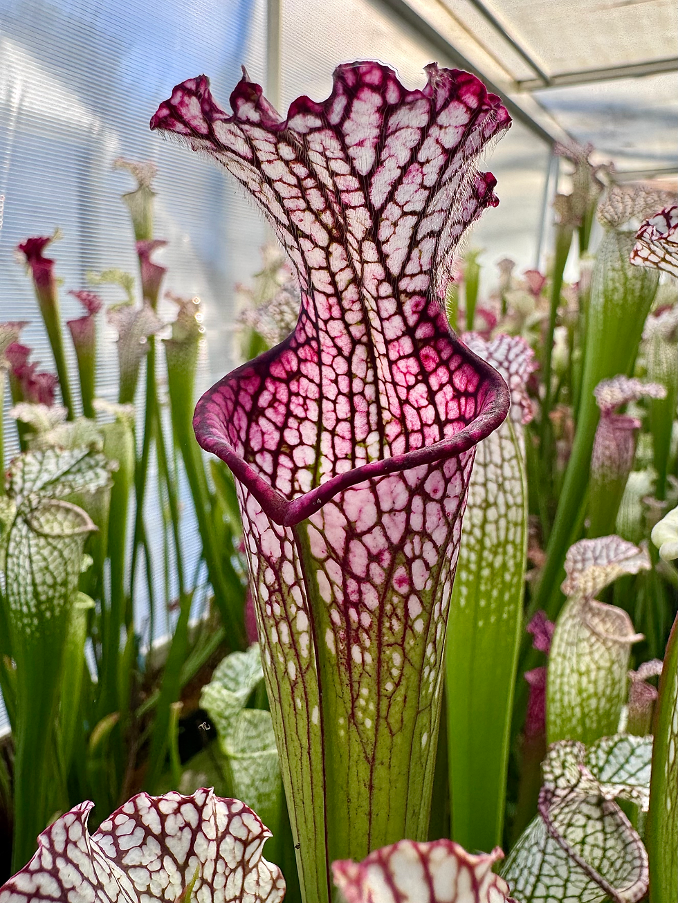 Miniature : S. leucophylla – L18MK x self