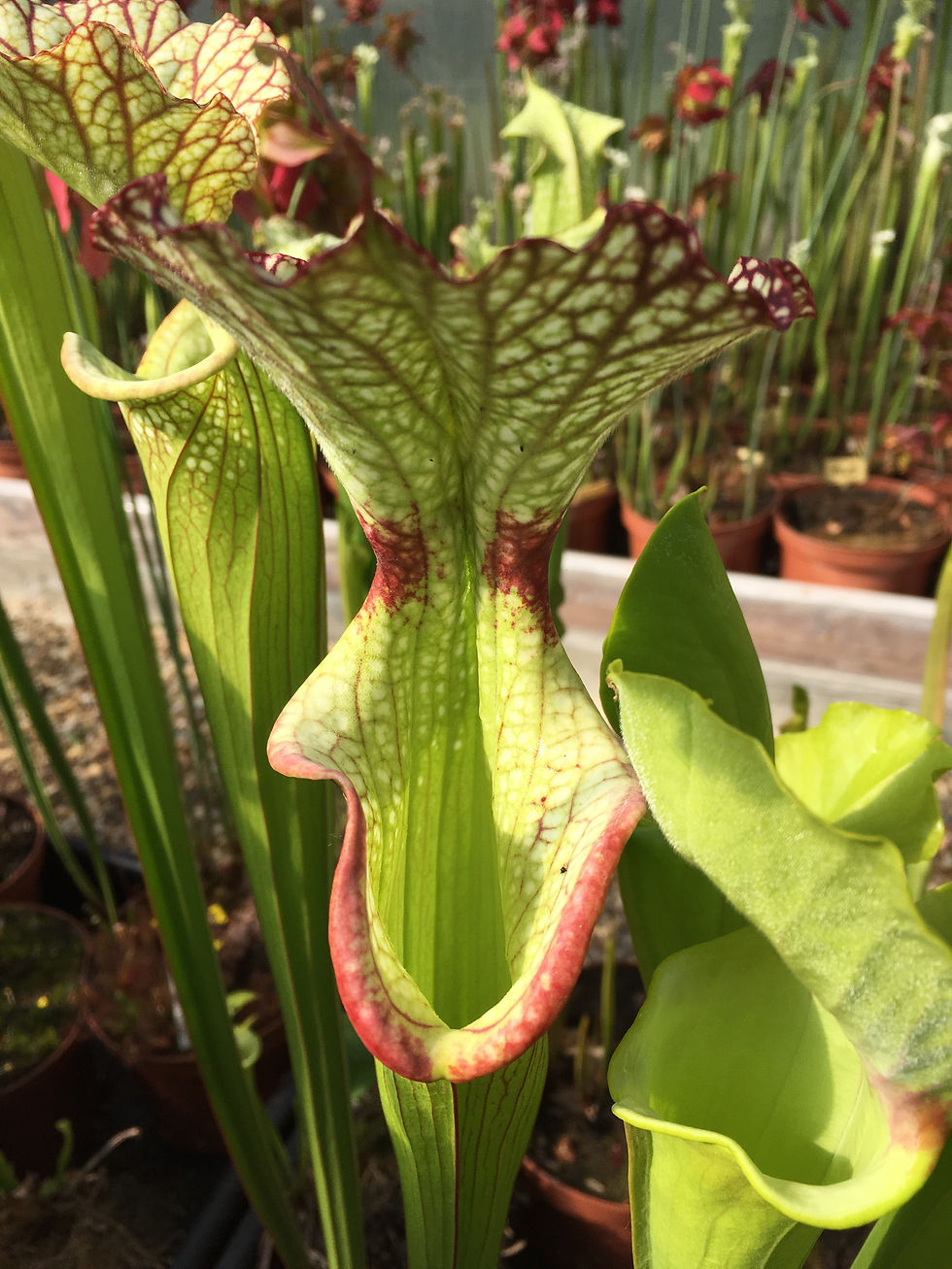 S. x Moorei "Butterfly"