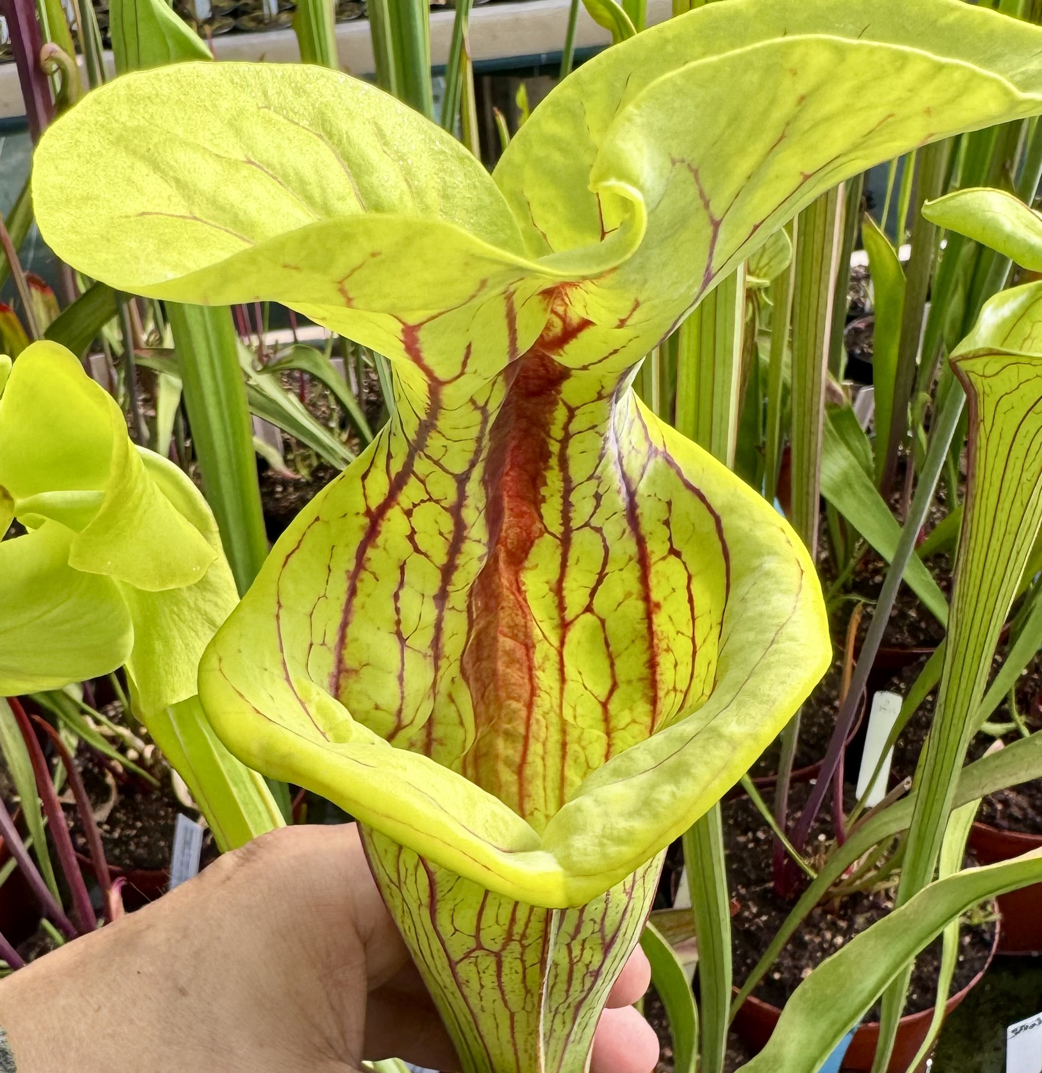 S. flava var. ornata - Very large mouth