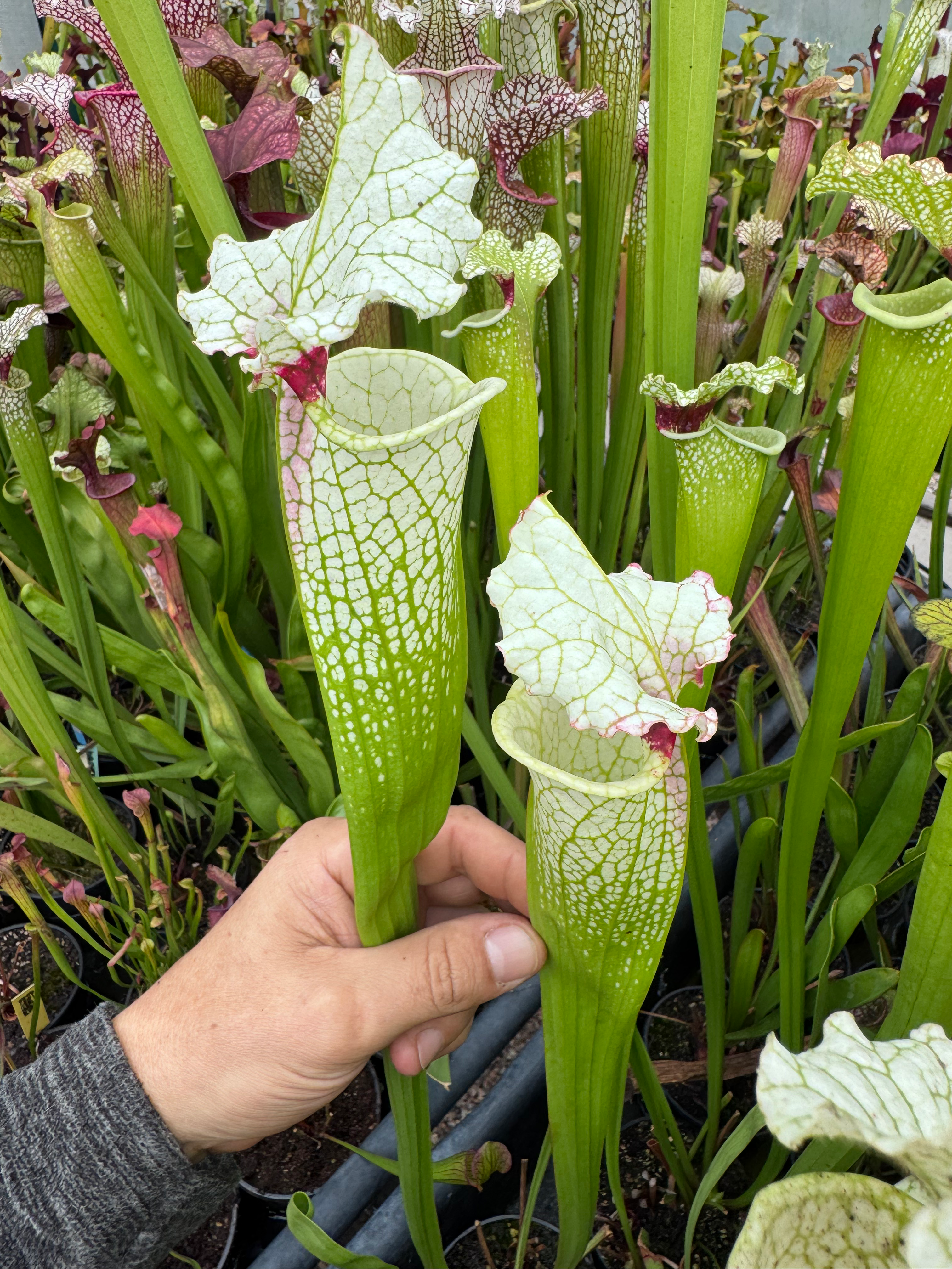 S. x 'White topped'