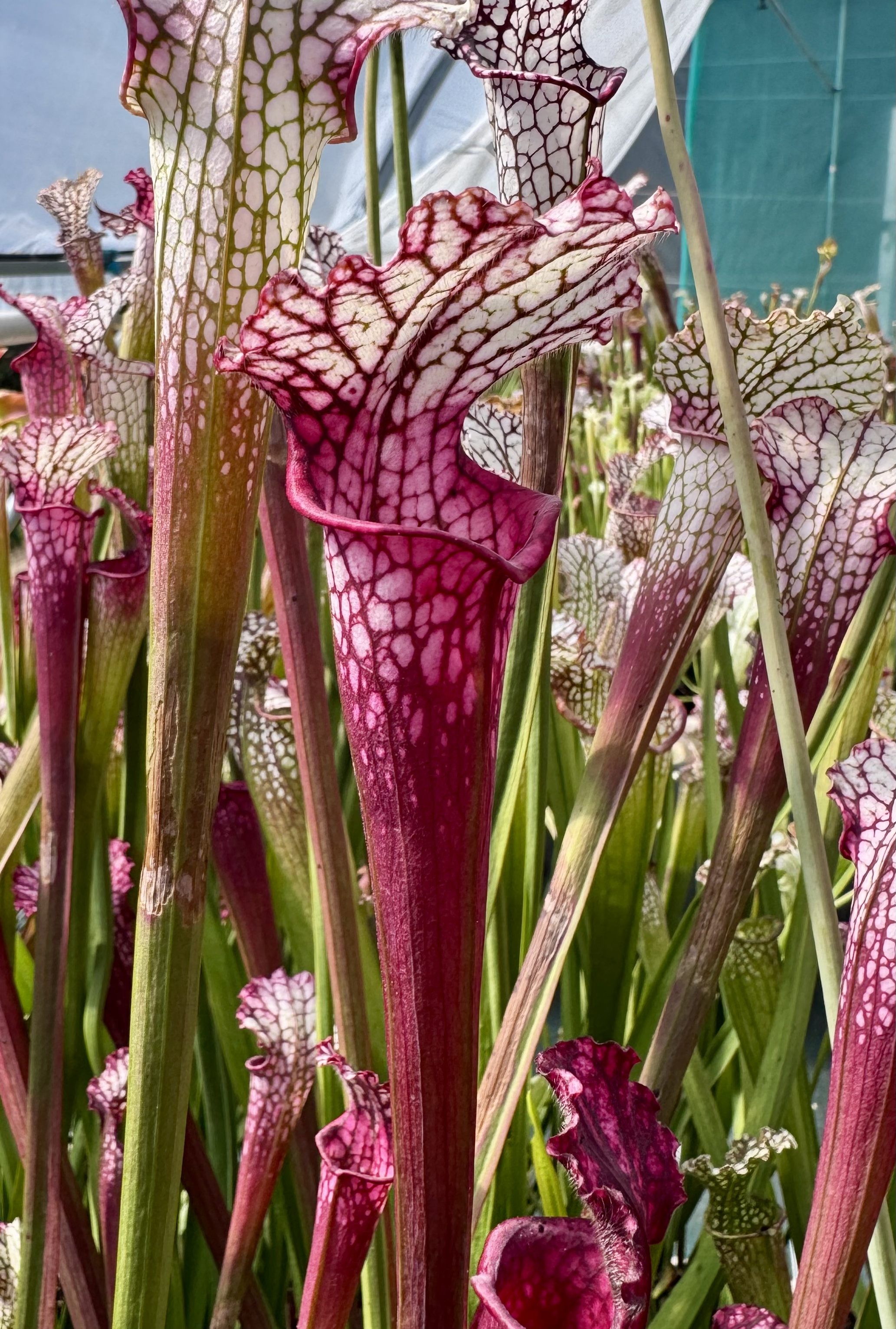 S. leucophylla – Schnell gost X Leucophylla pink sheet