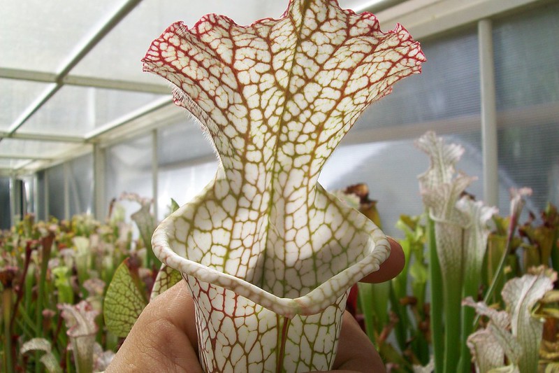 S. leucophylla -- deer park, al ,large form, red/white pitchers