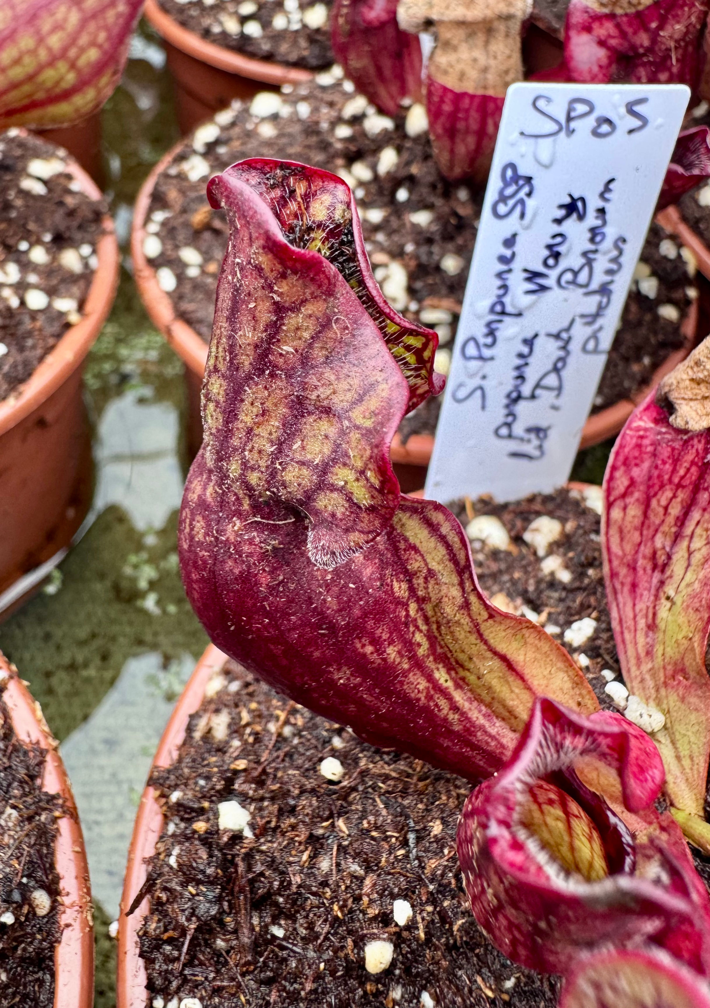 S. purpurea ssp. venosa Wavy Lid, Dark Brown Pitchers 