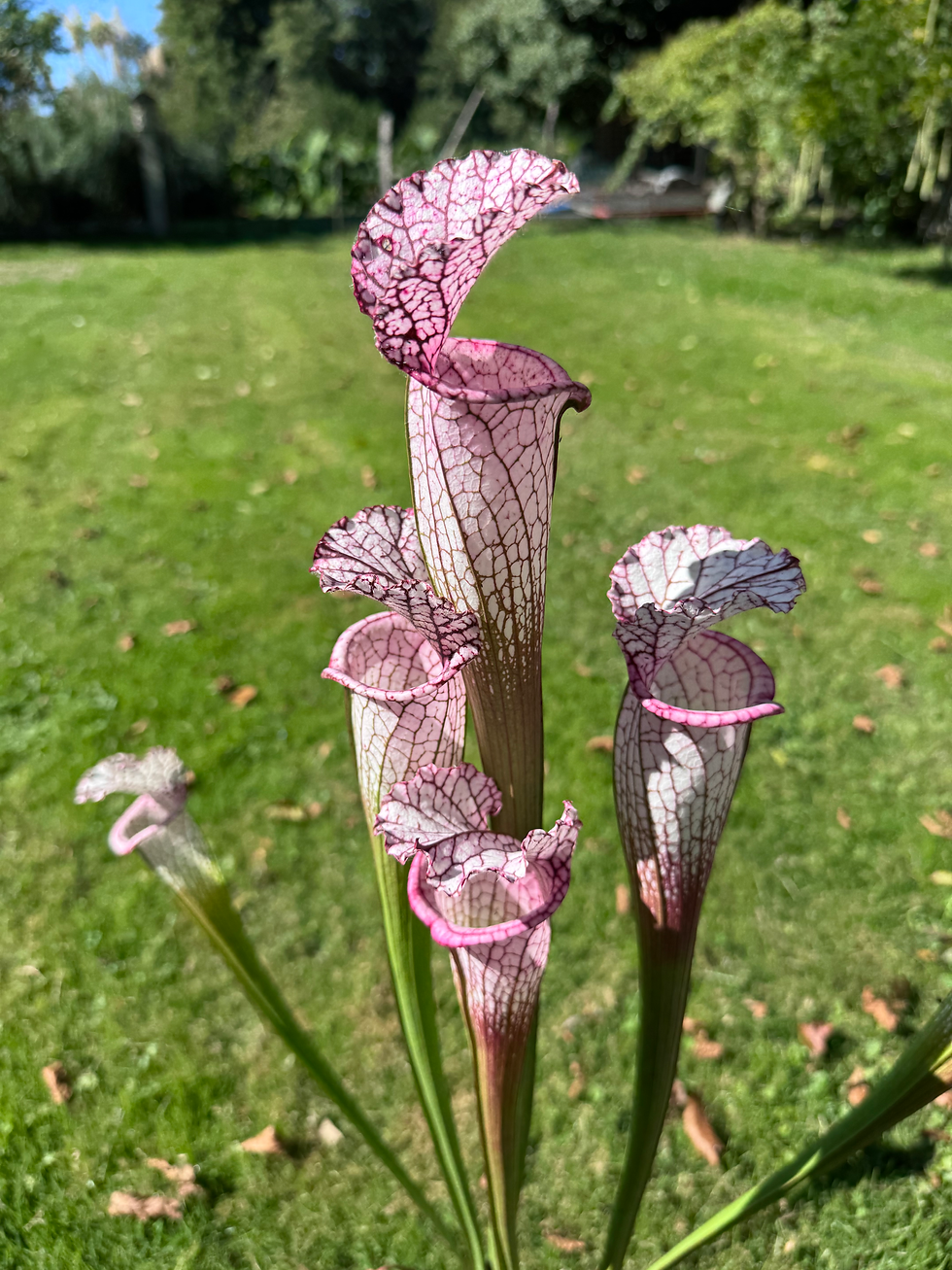 Miniature : S. leucophylla "Pink Yéti"