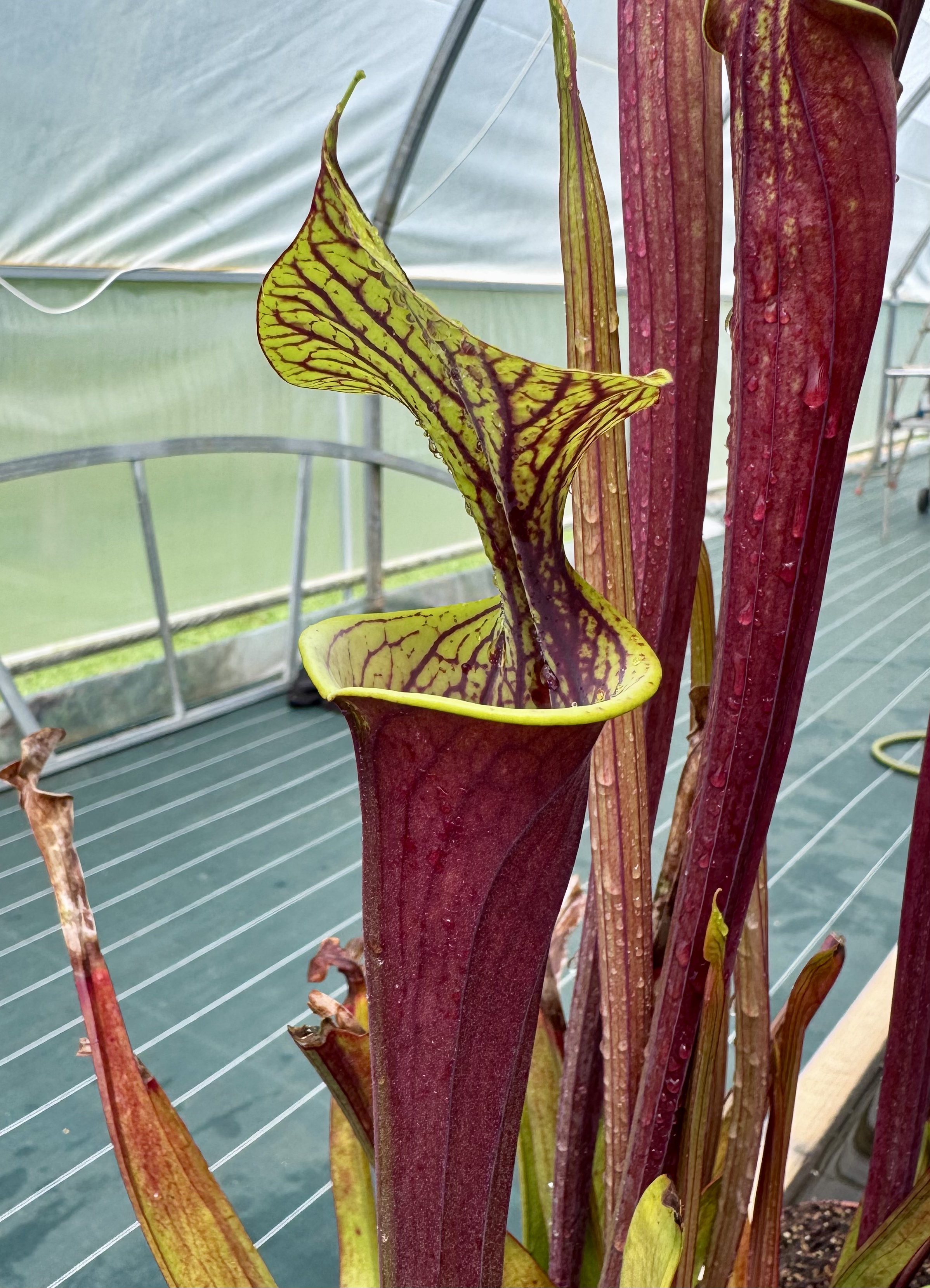 S. Flava var. rubricorpora — heavy vein ( aidan )