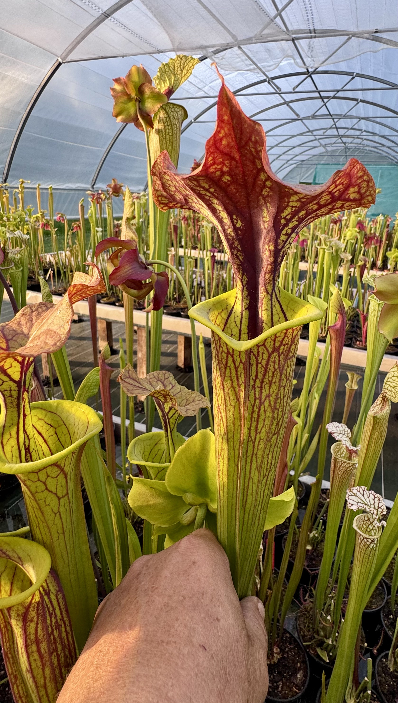 S. flava var. ornata x S. flava var. cuprea