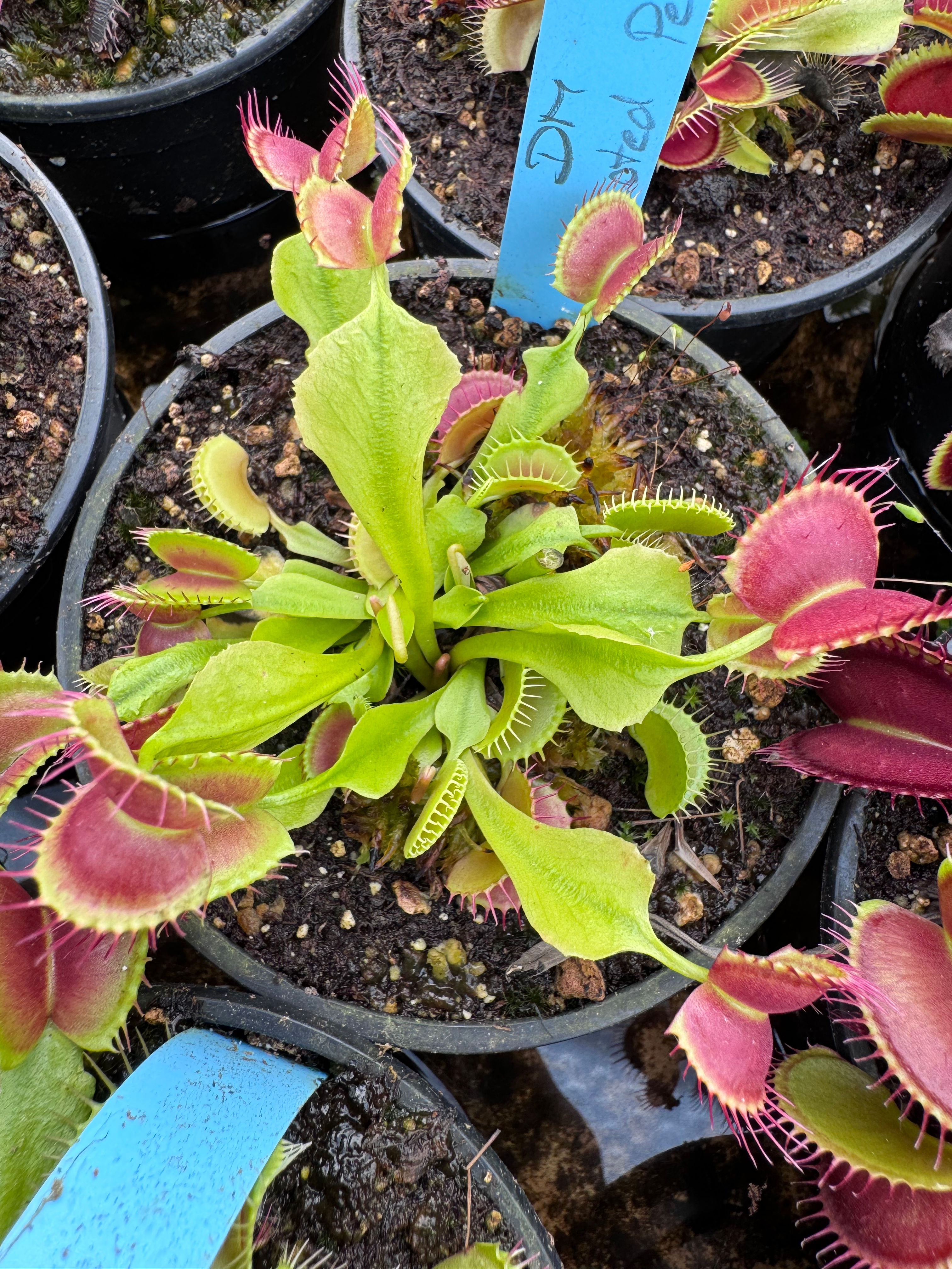 Dionaea  muscipula - Crested pétiole 