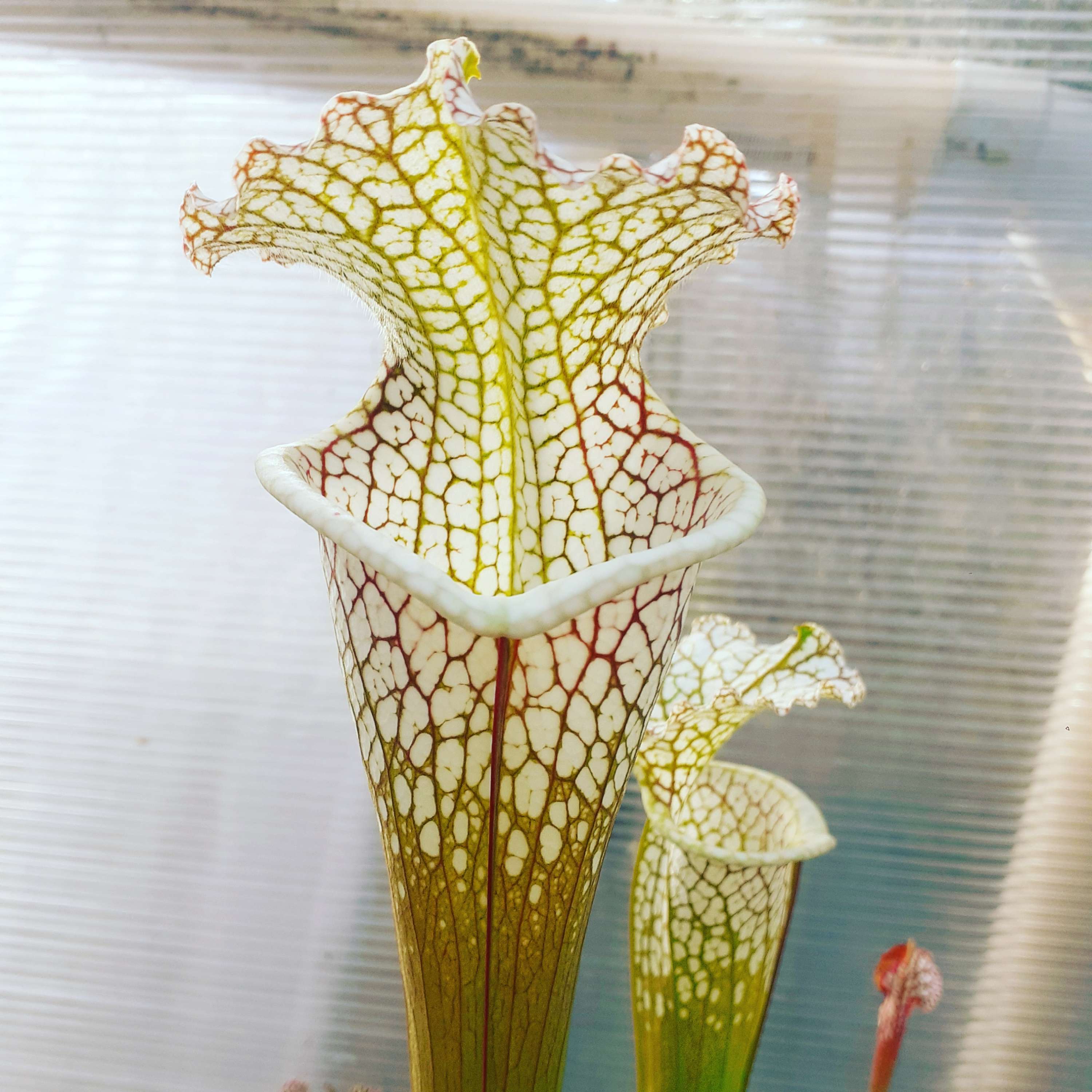 S. leucophylla -- 'Cronus' (Titan tm), Botanique (L47,MK)