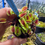Miniature : Dionaea muscipula - AR werewolf  
