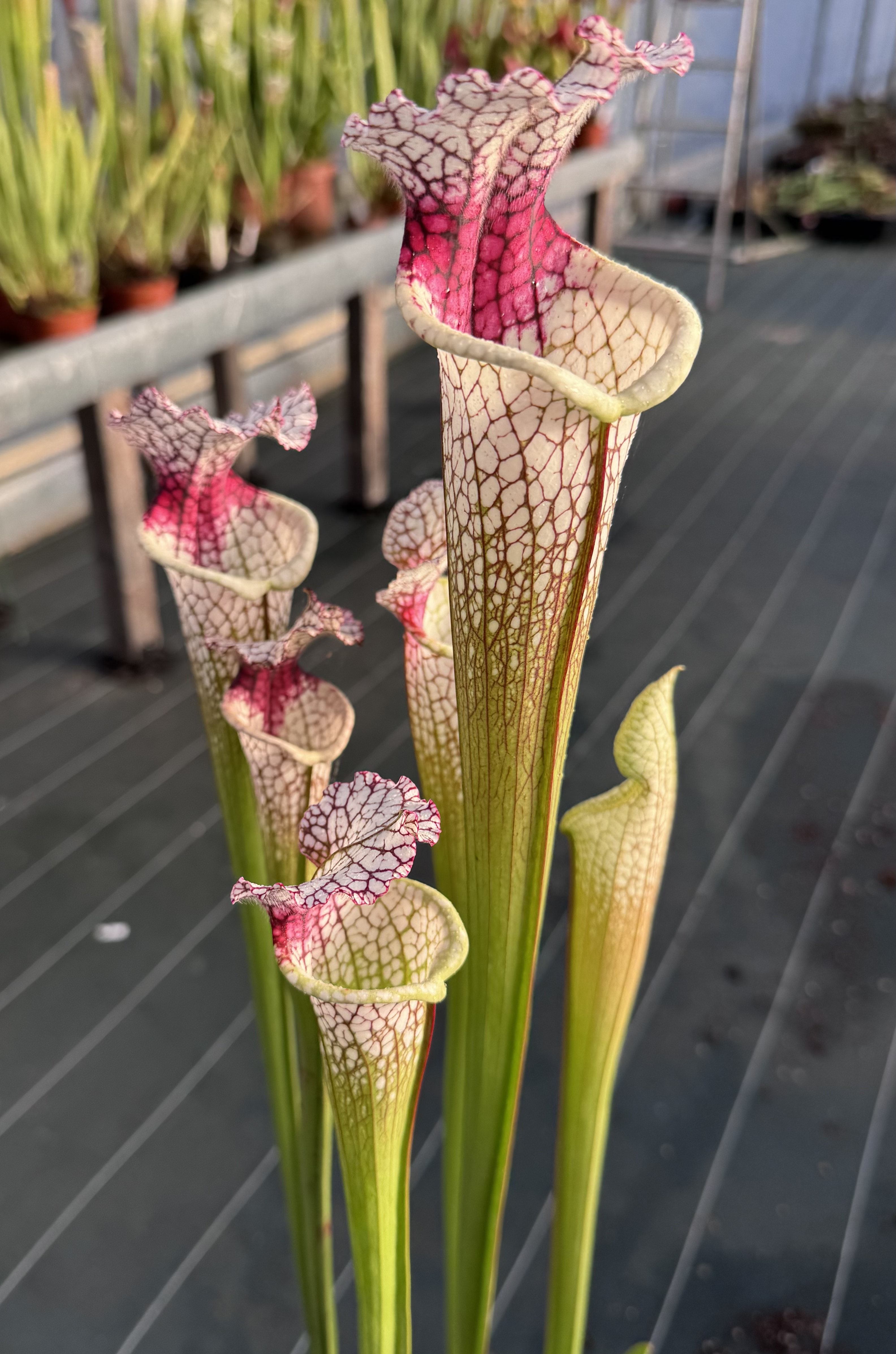 S. leucophylla -- red stripe throat