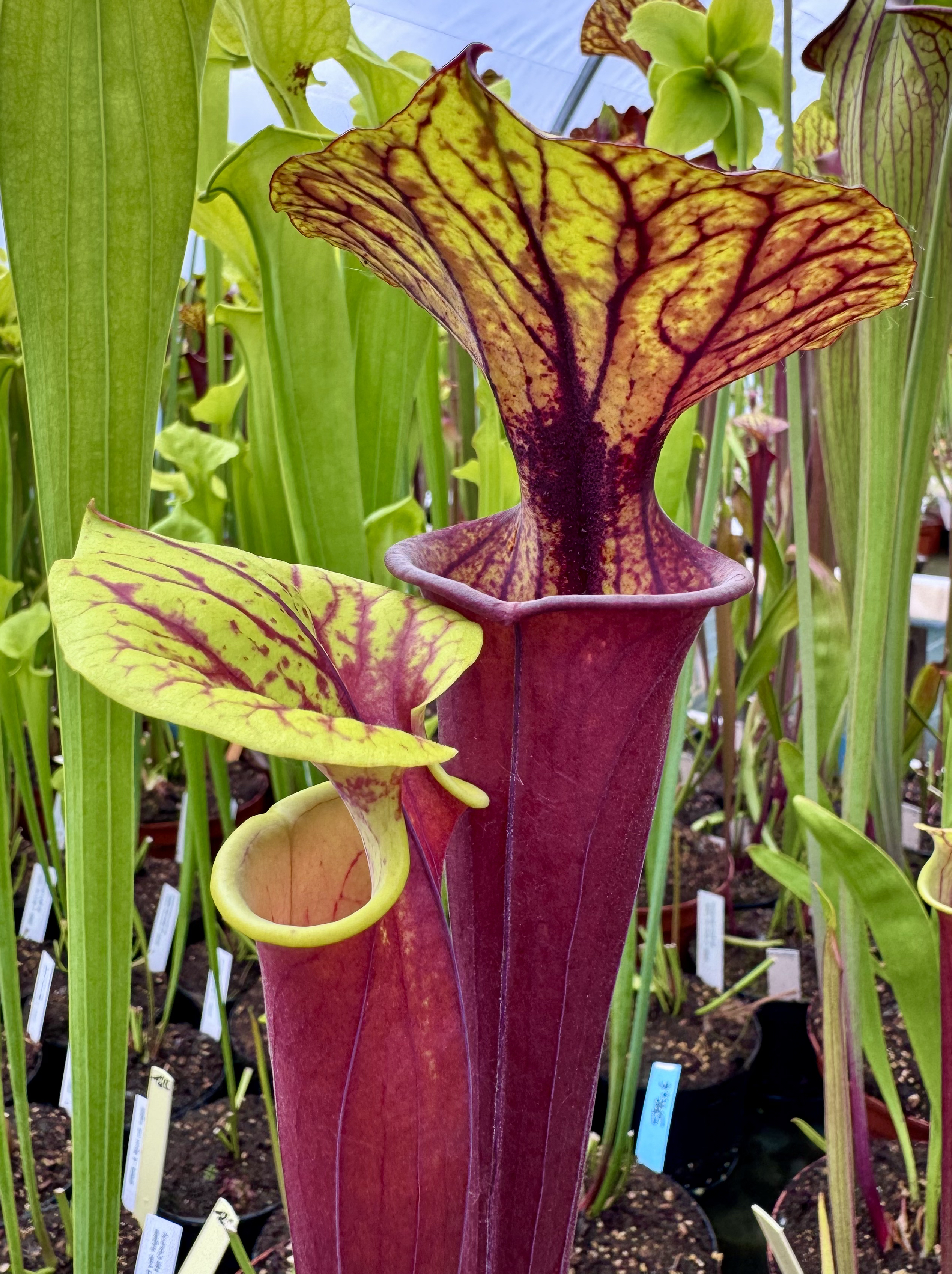 S. Flava var. rubricorpora — giant Apal. Nt forest x S.F. var. rubri . Burgundy