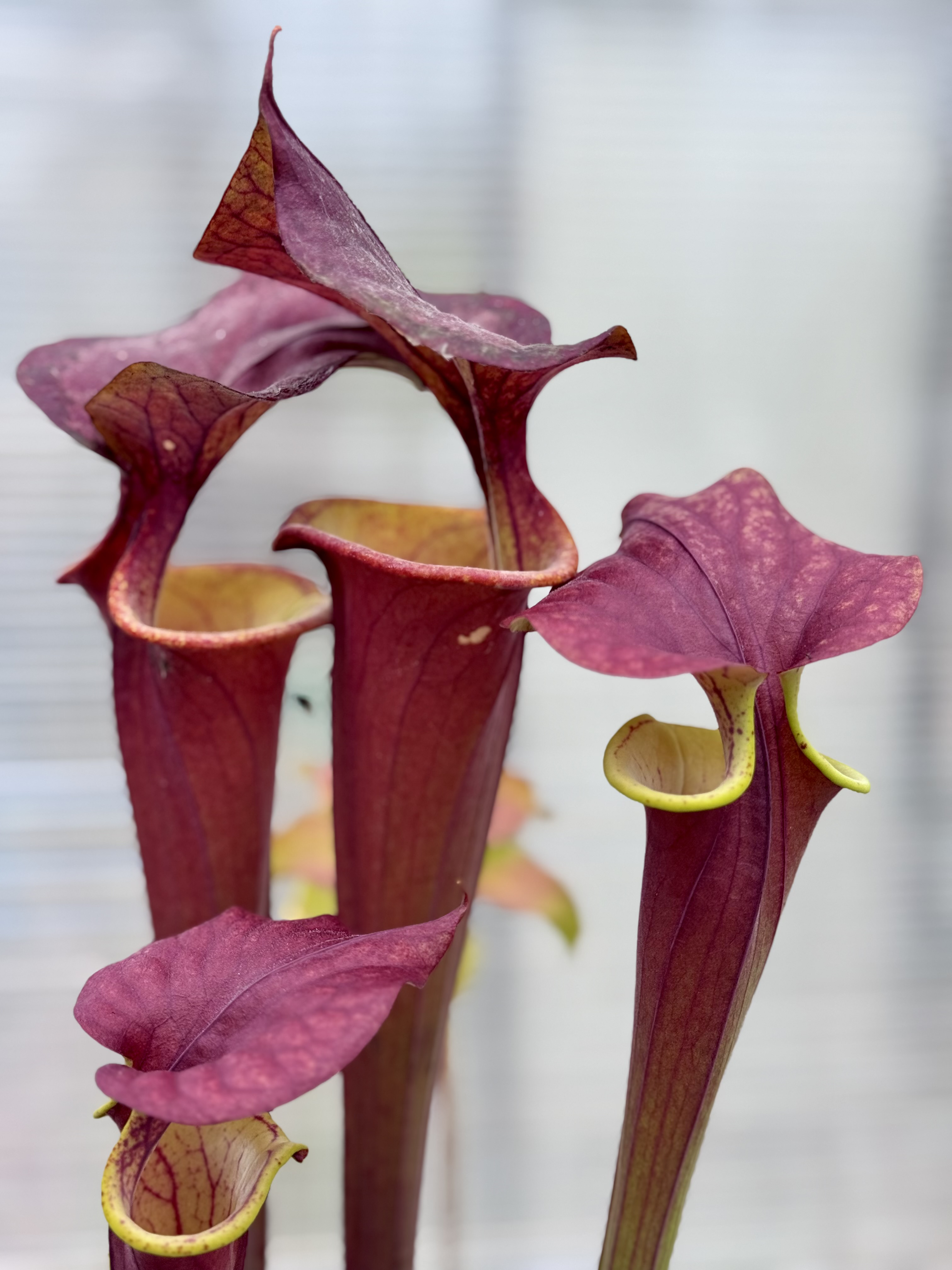 S. flava var. atropurpurea -- 'Waccamaw'