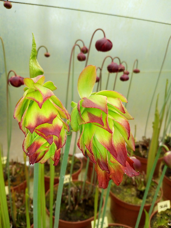 S. leucophylla -- 'Tarnok'