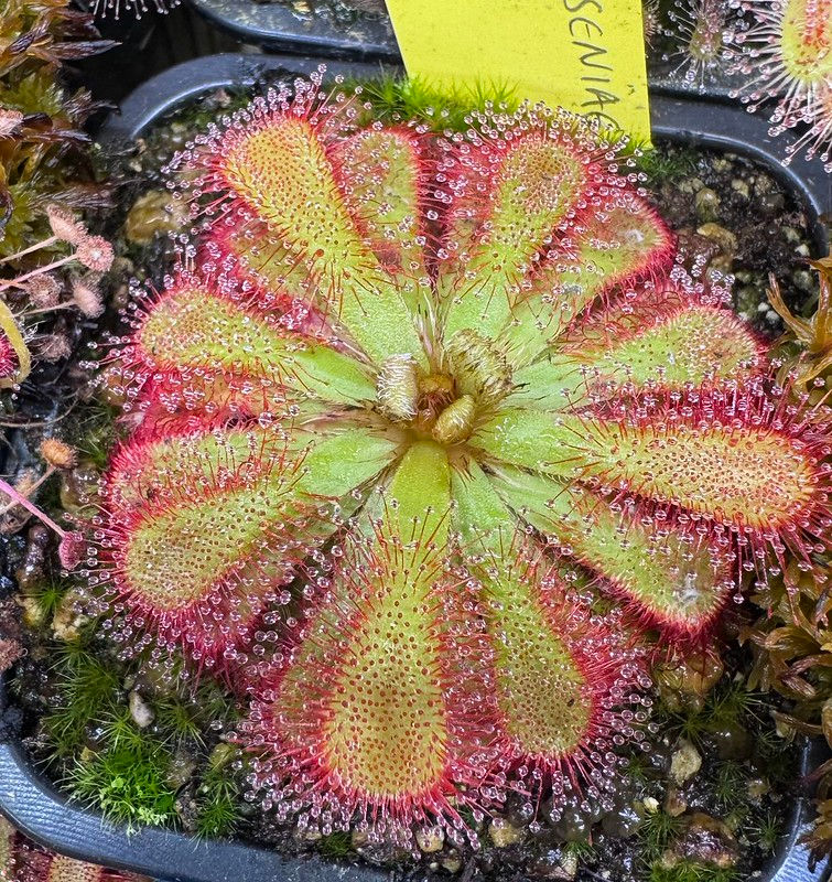 Drosera estheruyseniae x slacky