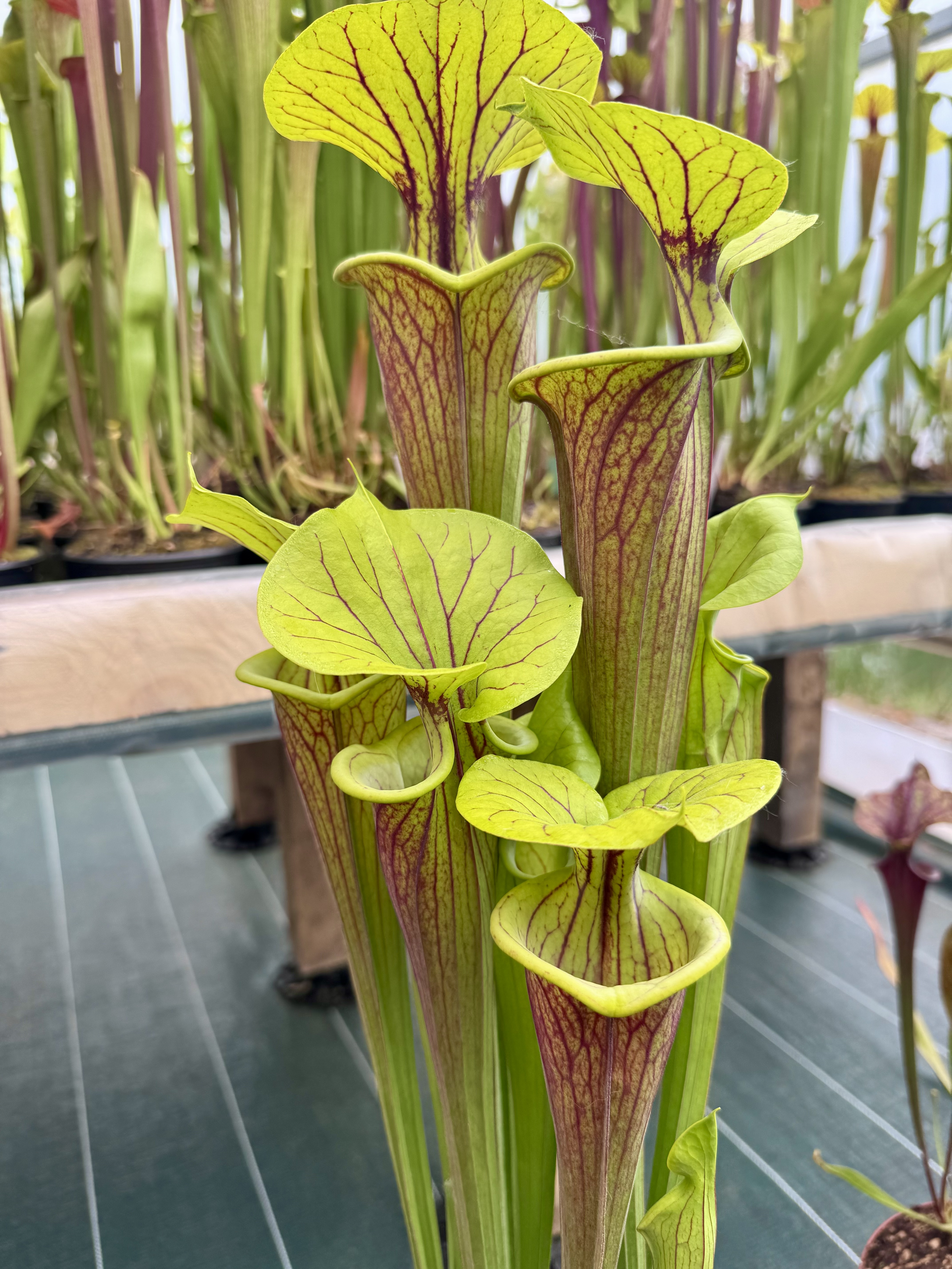 S. flava var. Atropurpurea x S. flava var. ornata