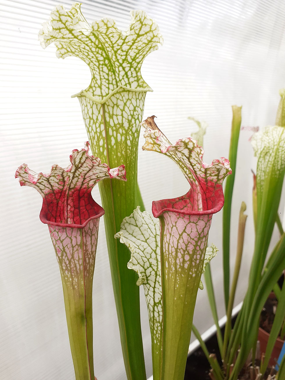 S. leucophylla – 'pantera rosa'