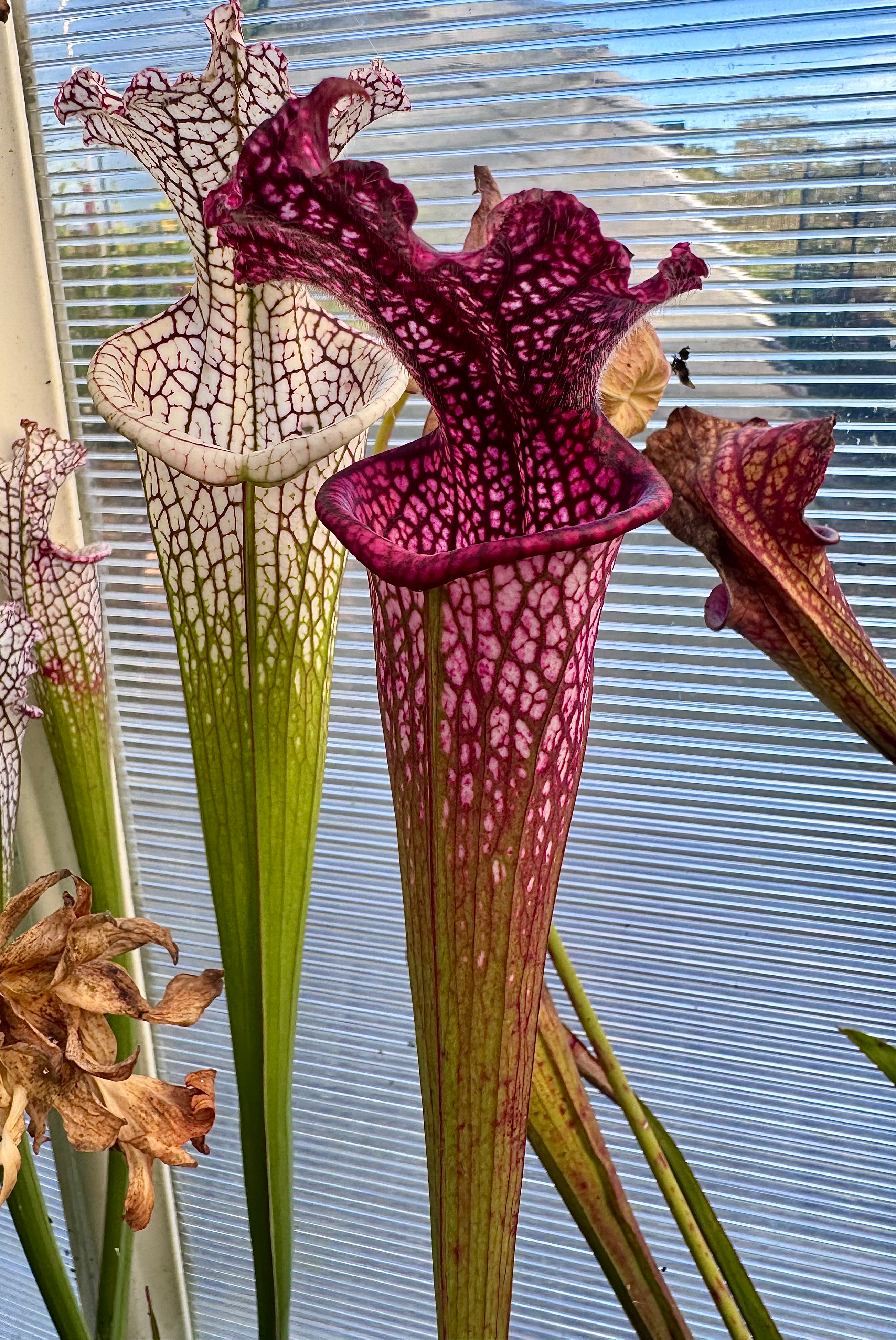 S. leucophylla -- Burgundy’Red & White,
