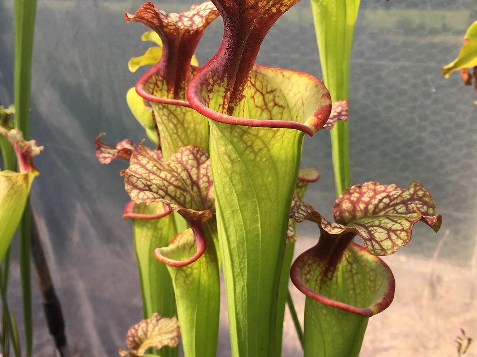 S.x Moorei -- "John David King"