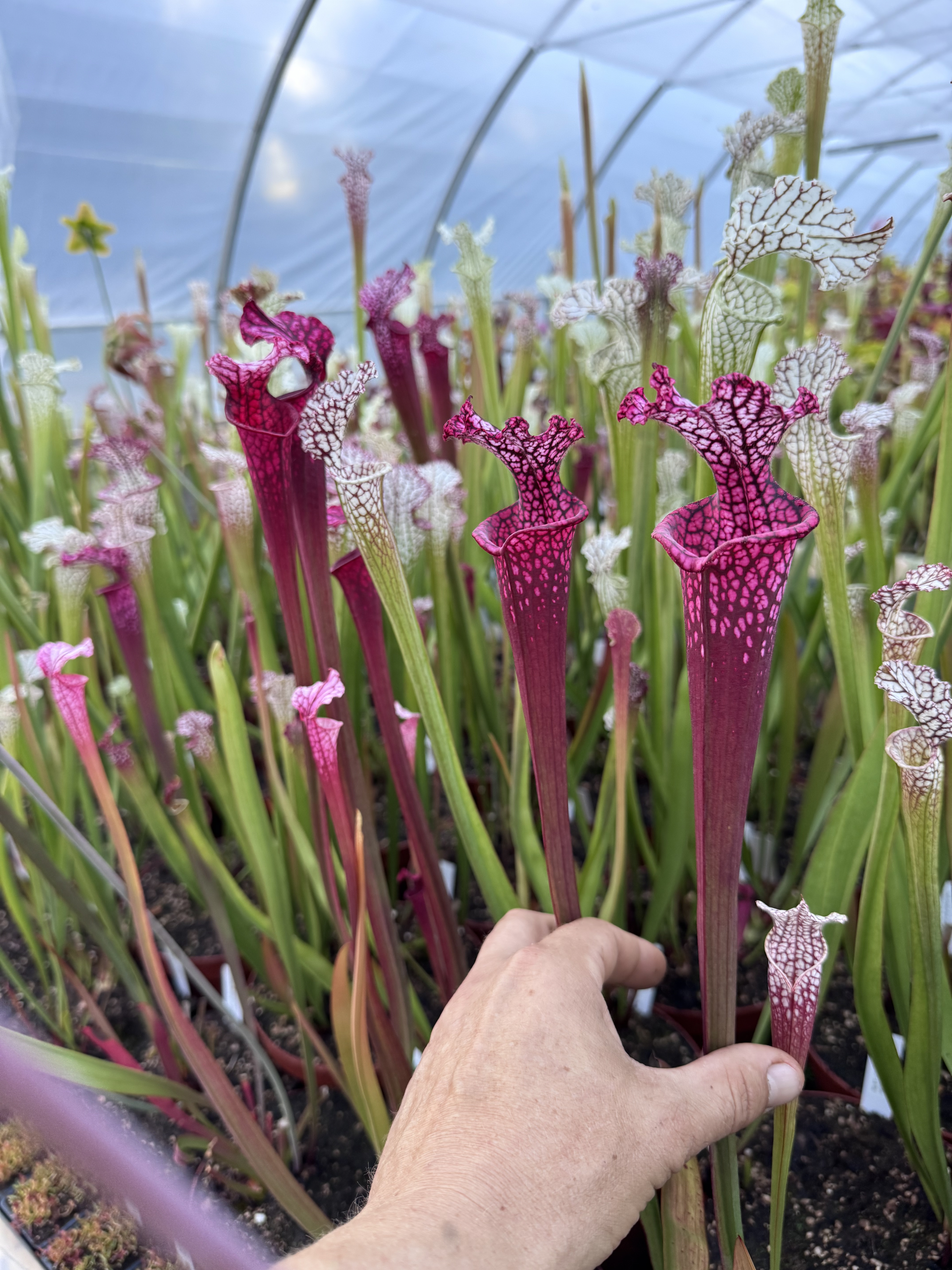 S. leucophylla – “ Empress in pink dress”