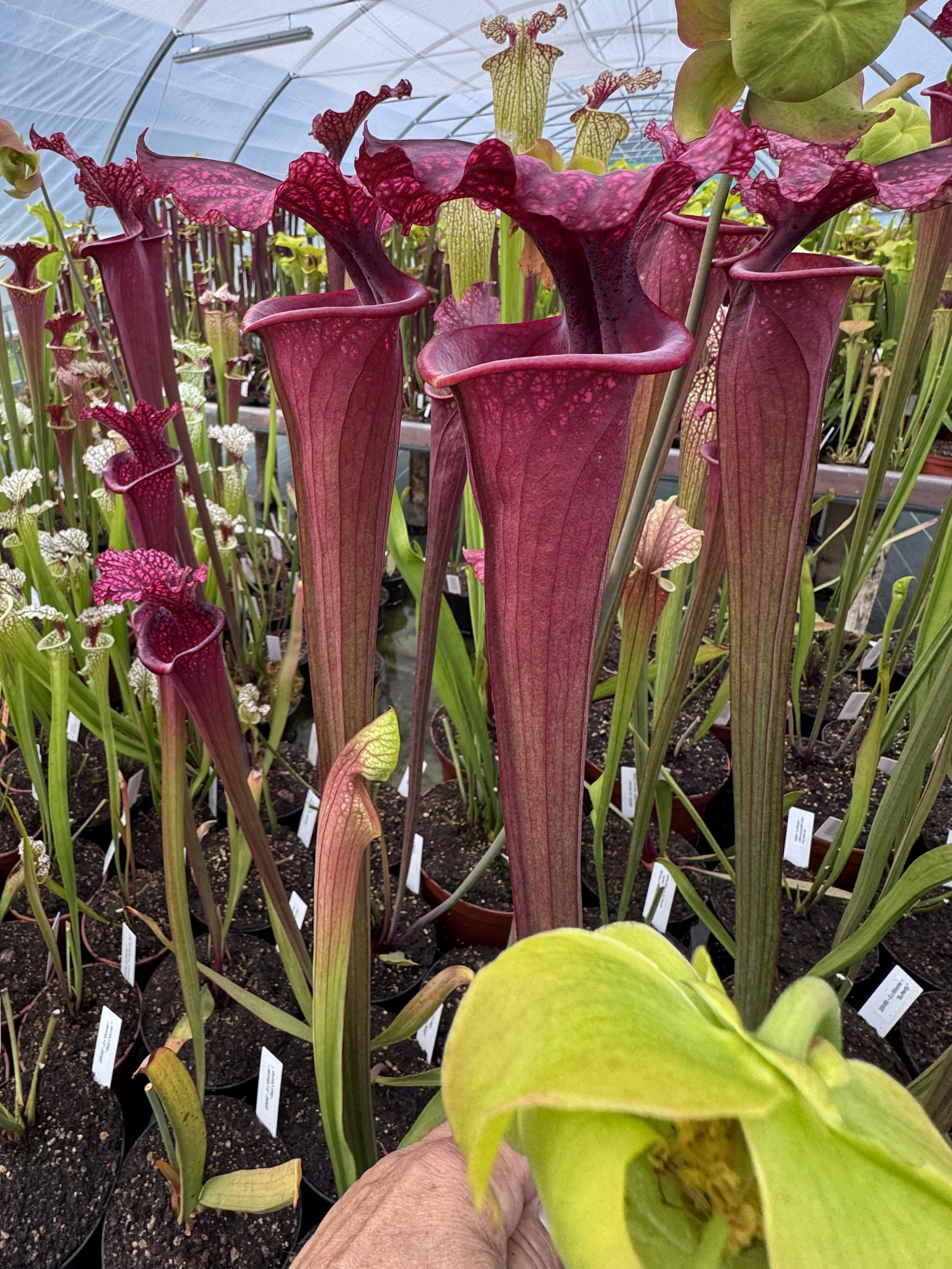 S.x Moorei – S. flava typ x S. Leucophylla tall colourful pitchers, pink flowers