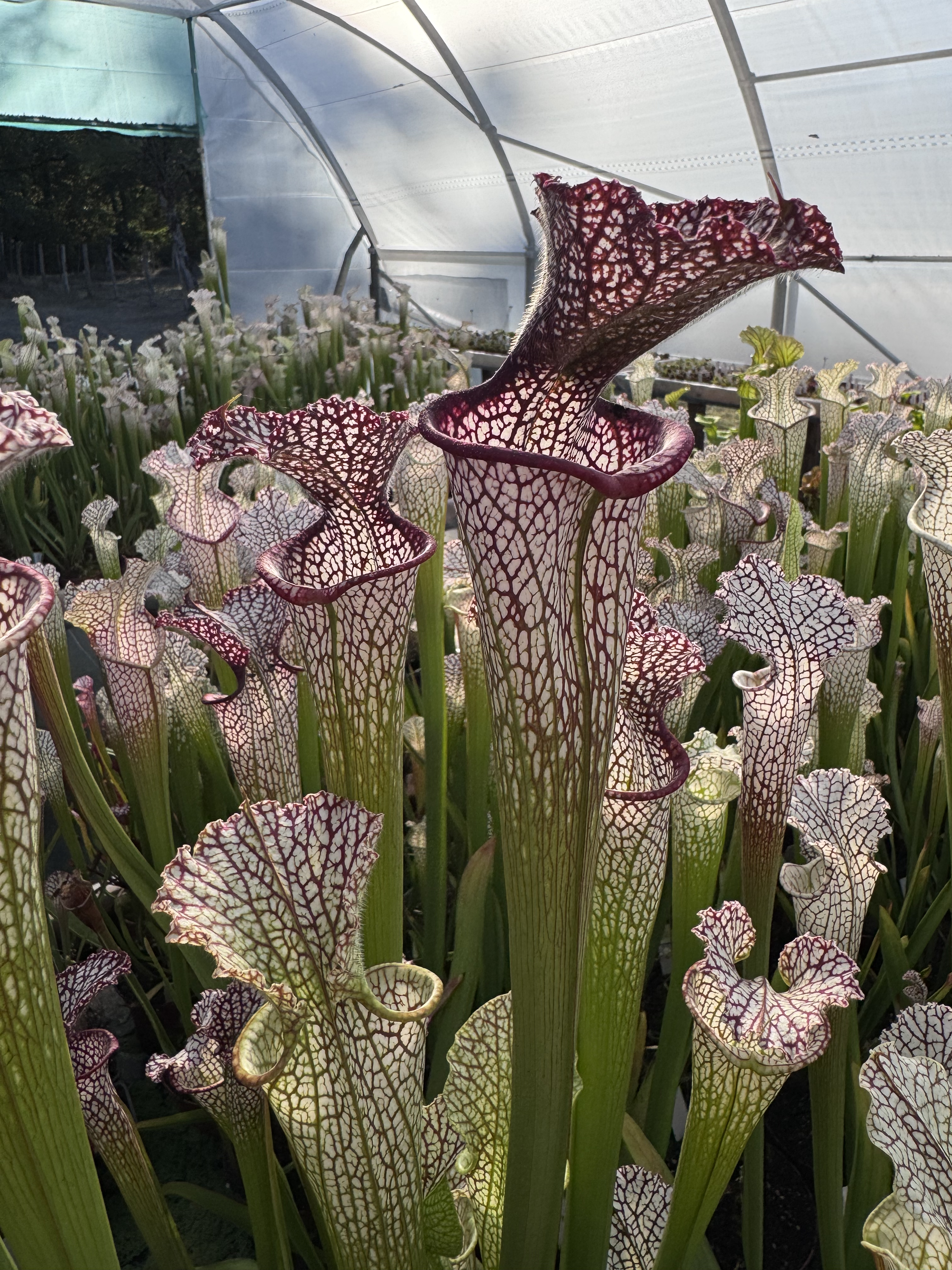 Sarracenia leucophylla ( semis unique ) plante entière
