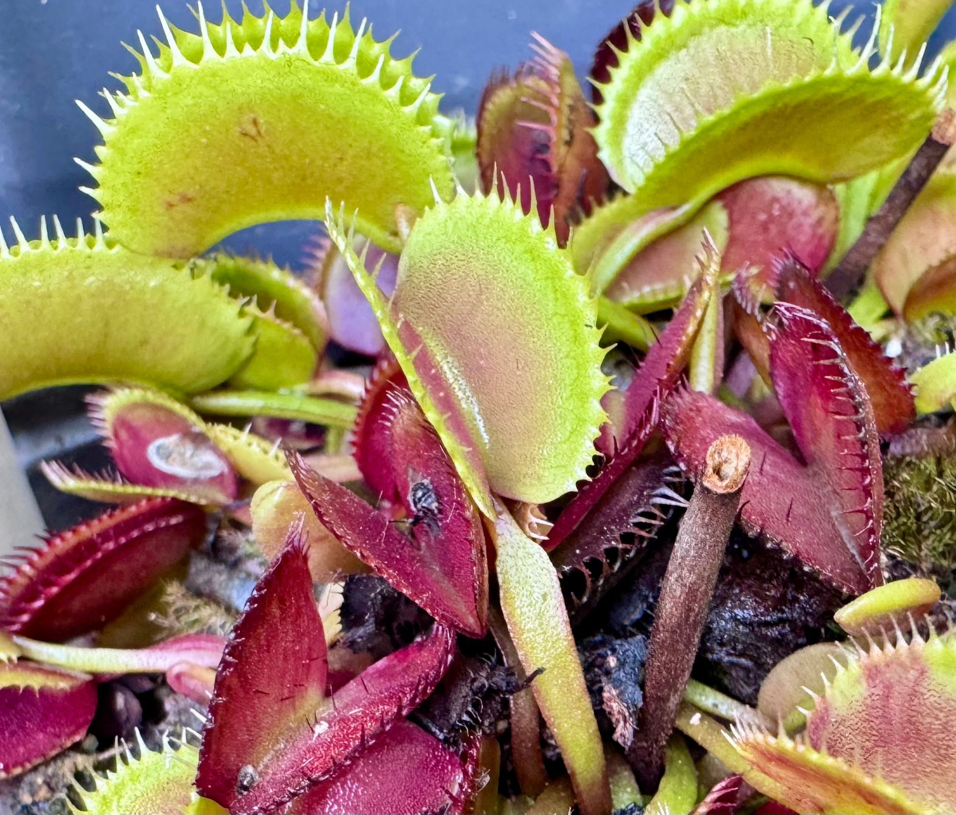 Dionaea muscipula - Hedgehog