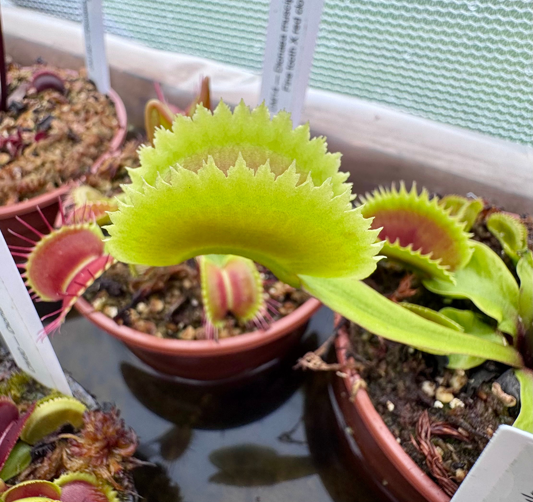 Dionaea muscipula - TM Giant Sawtooth