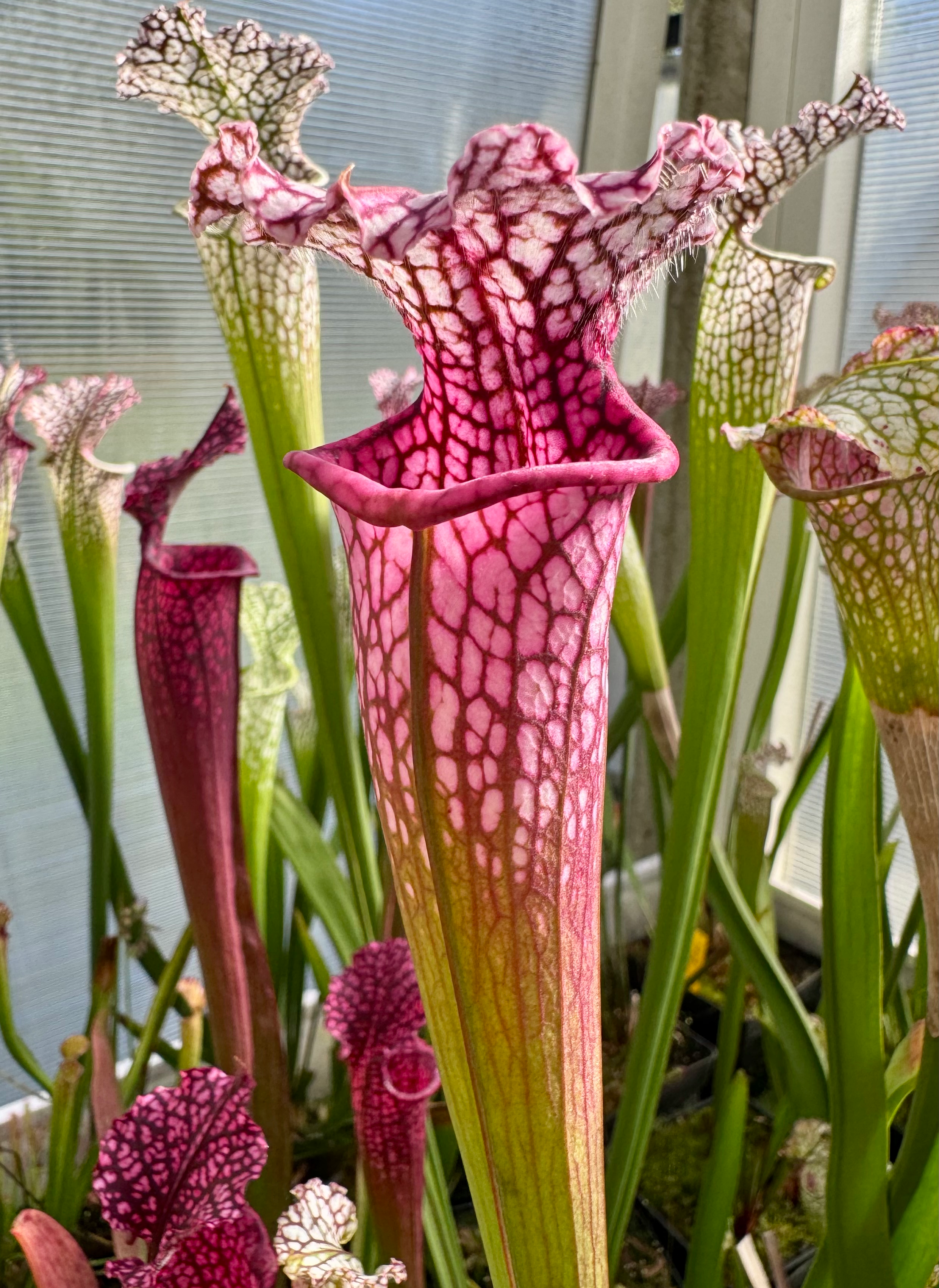 S. leucophylla – L57 × L18 . bêta