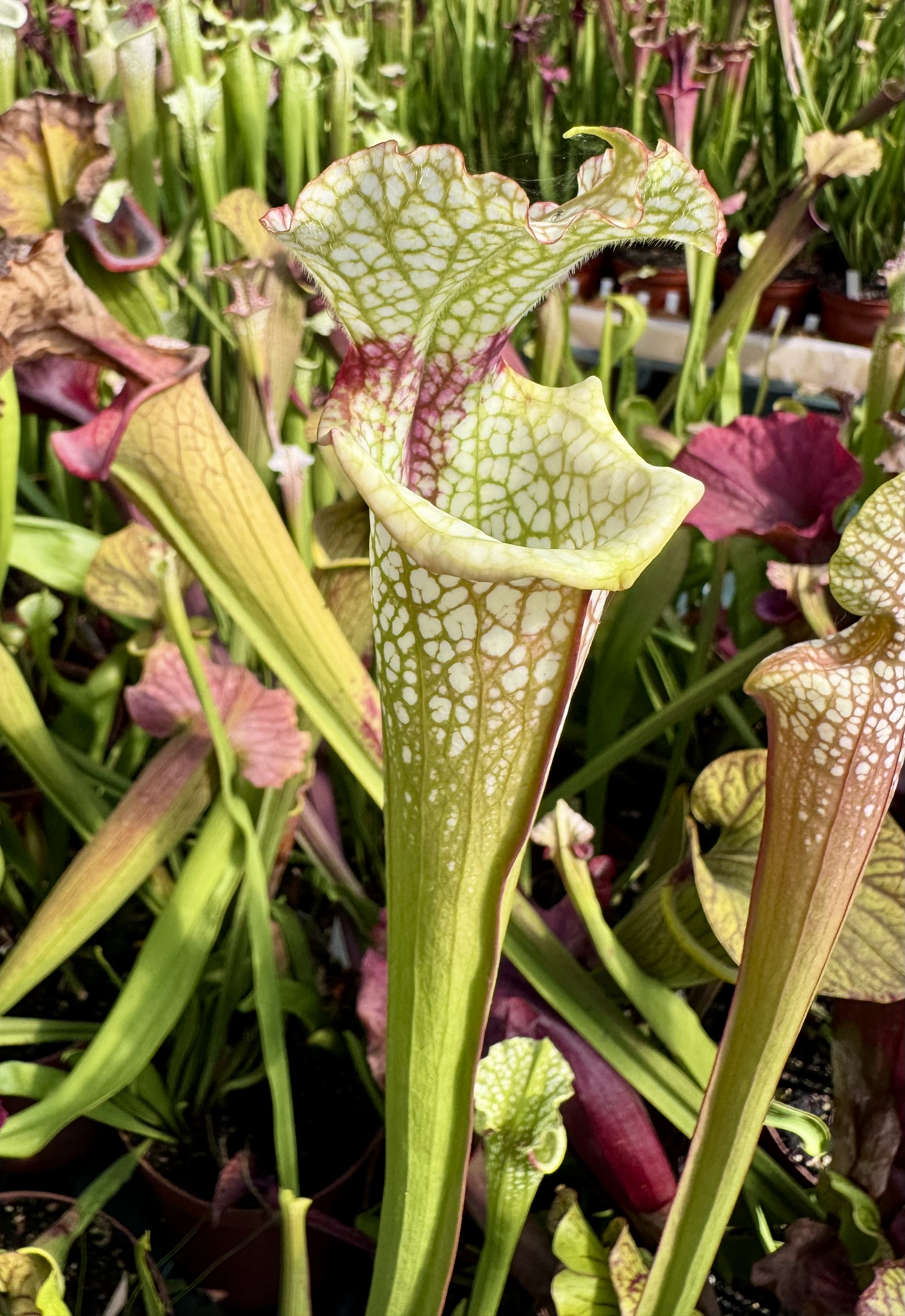S. x moorei leah wilkerson x S,L Alba