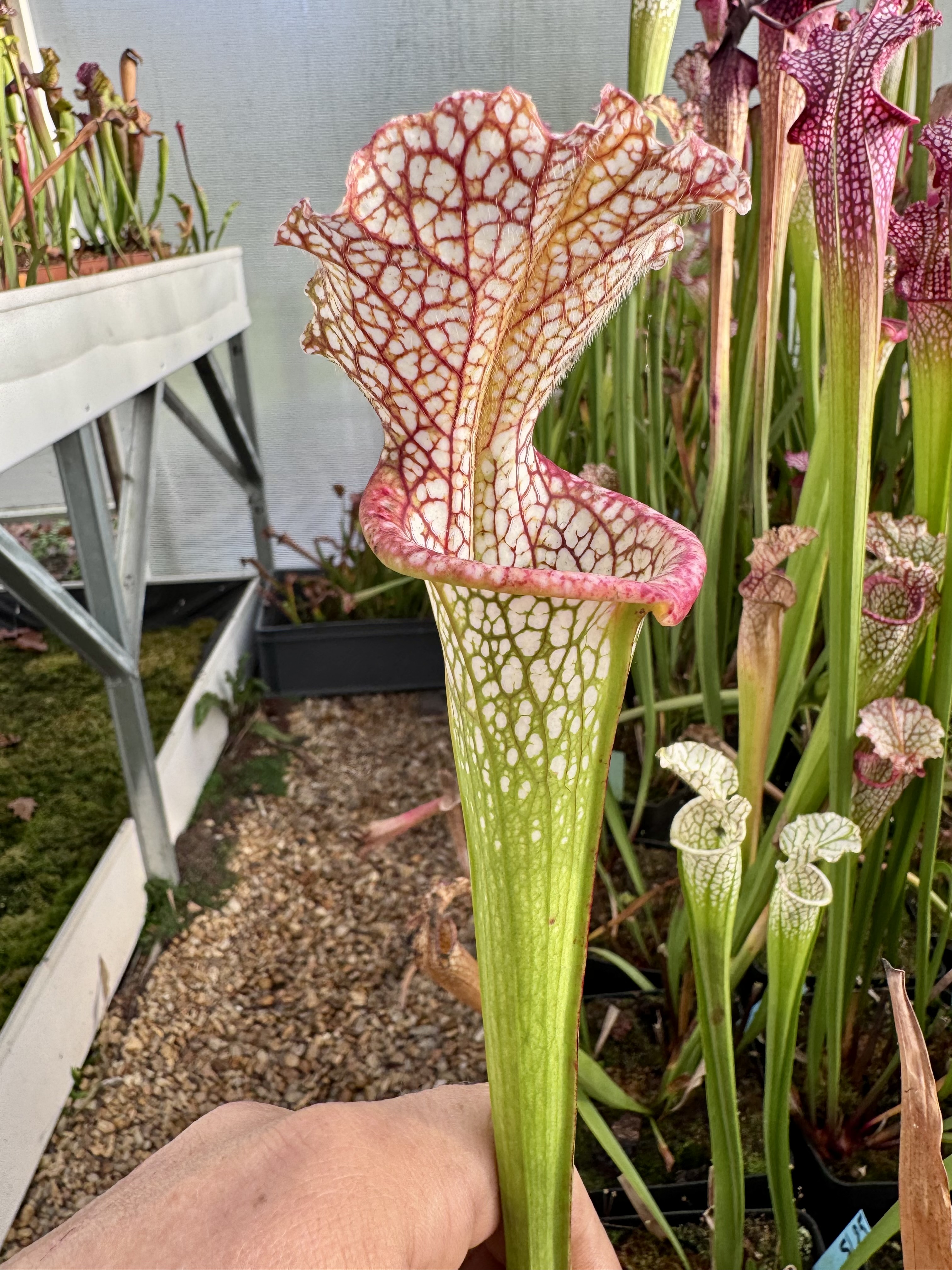 S. leucophylla – (Aidan)