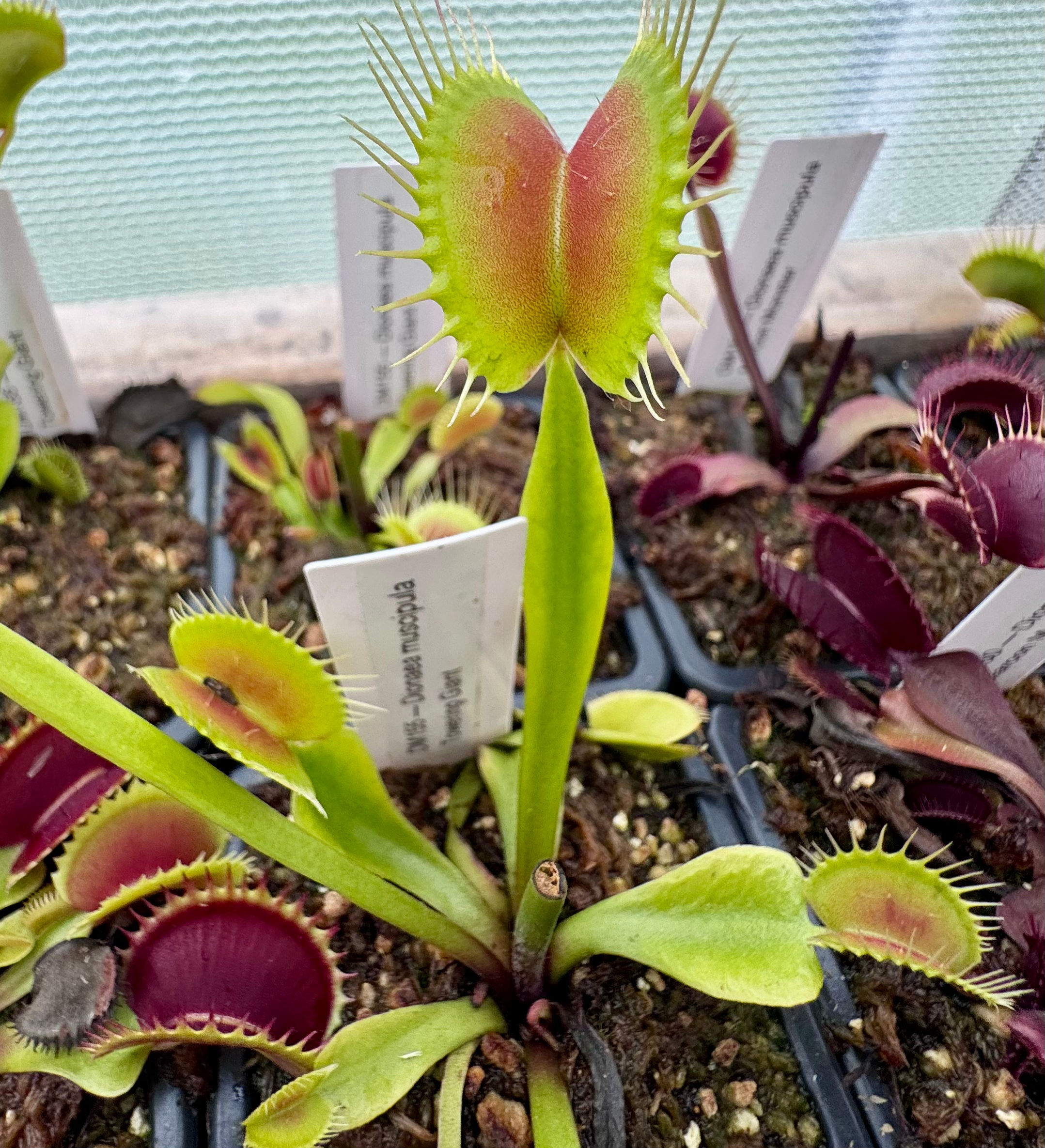Dionaea muscipula - Towering Giant