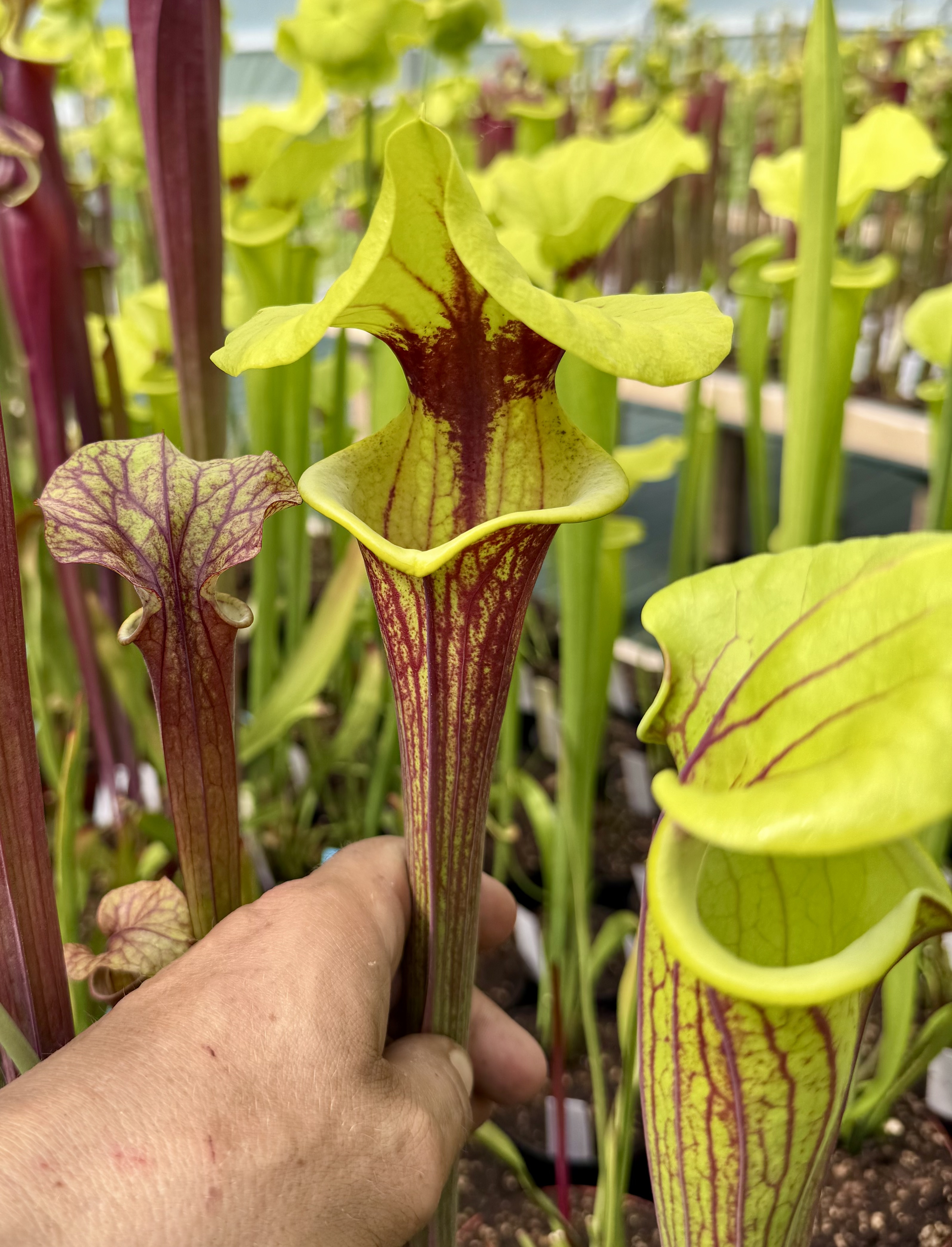 S. flava -- S. flava var. rubricorpora x S. flava var. rugelii