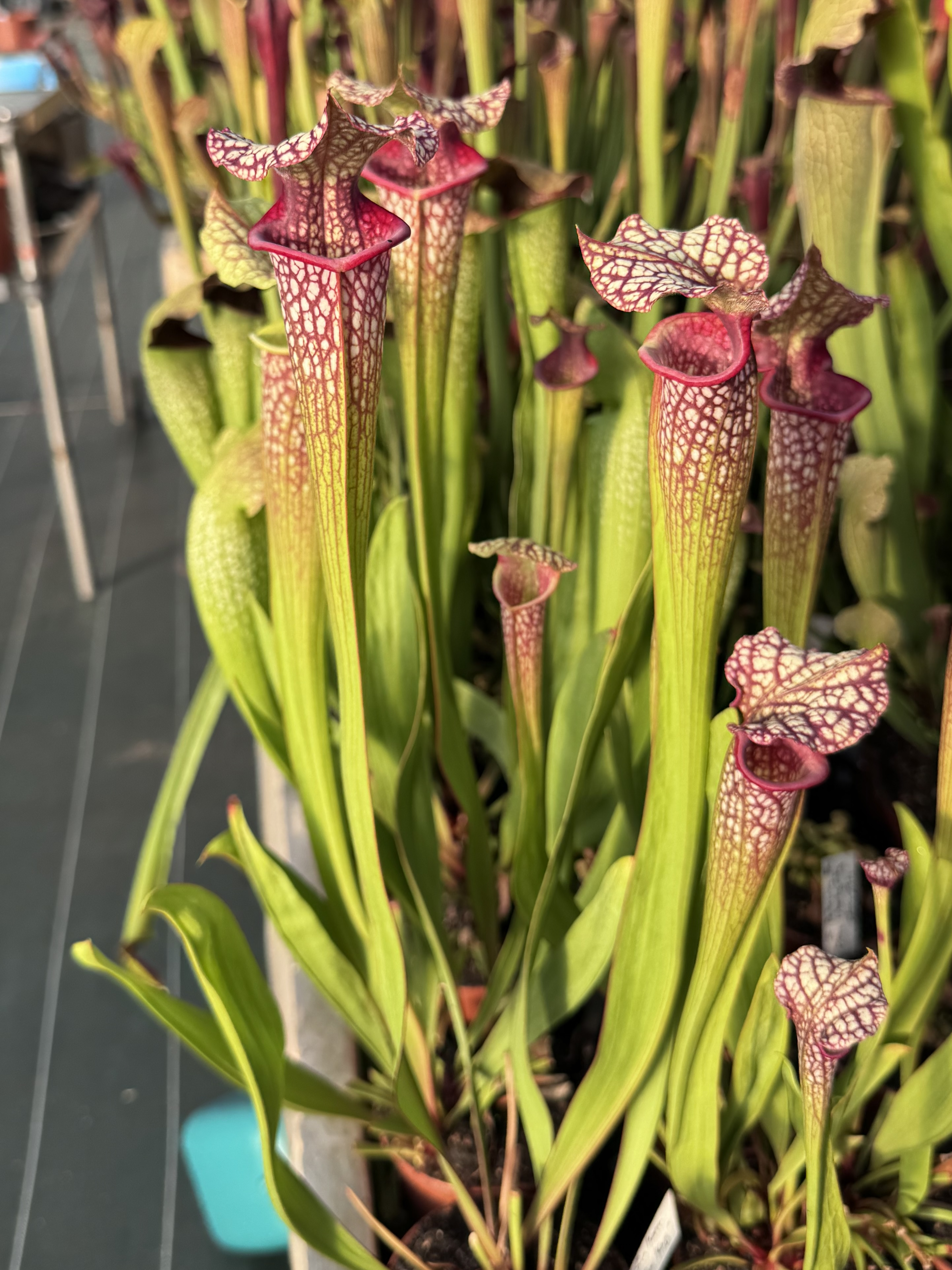 S.x Moorei -‘Helen Mary’ (H182, MK)
