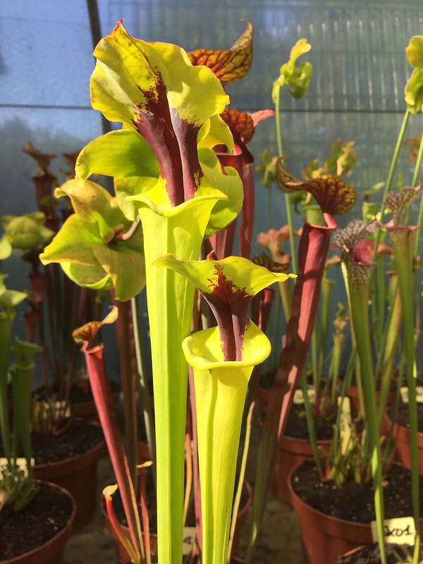 S. flava var. Rugelii -- super star
