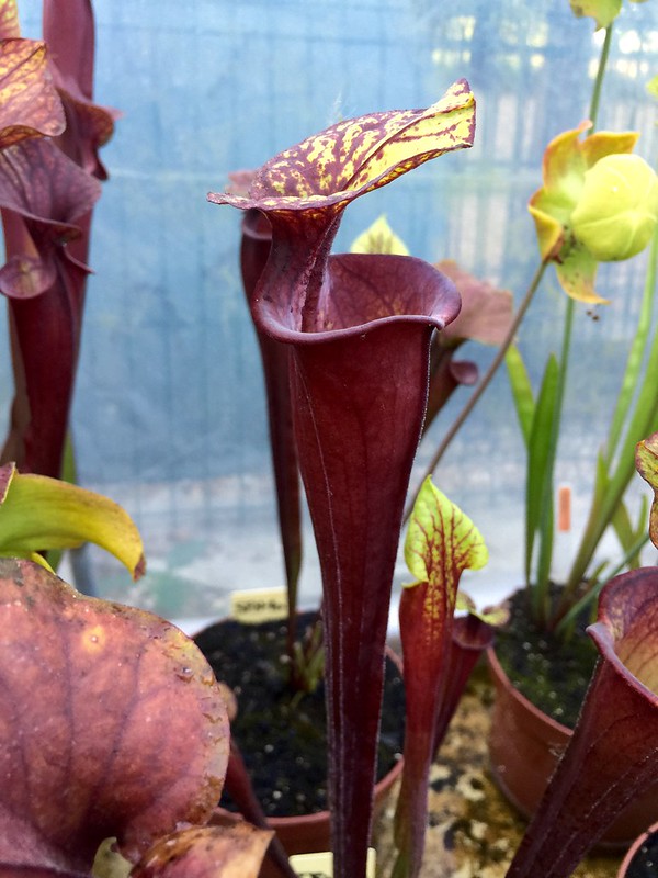 S. flava var. rubricorpora – "Clone 1"