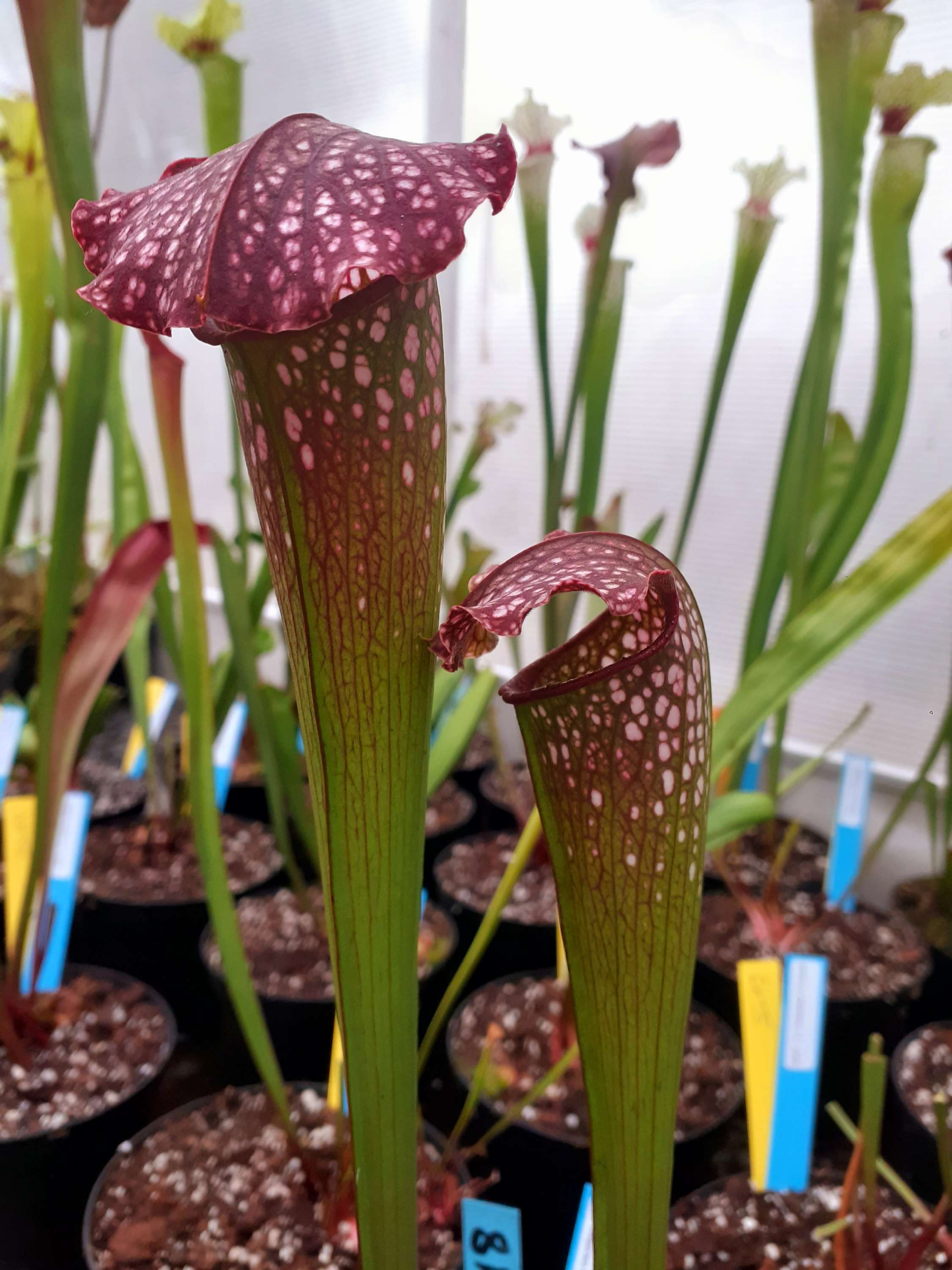 S. x excellens (leucophylla x minor var. okefenokeensis)