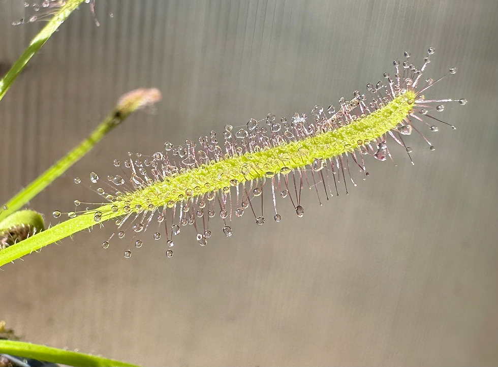Miniature : Drosera Capensis ‘Alba’
