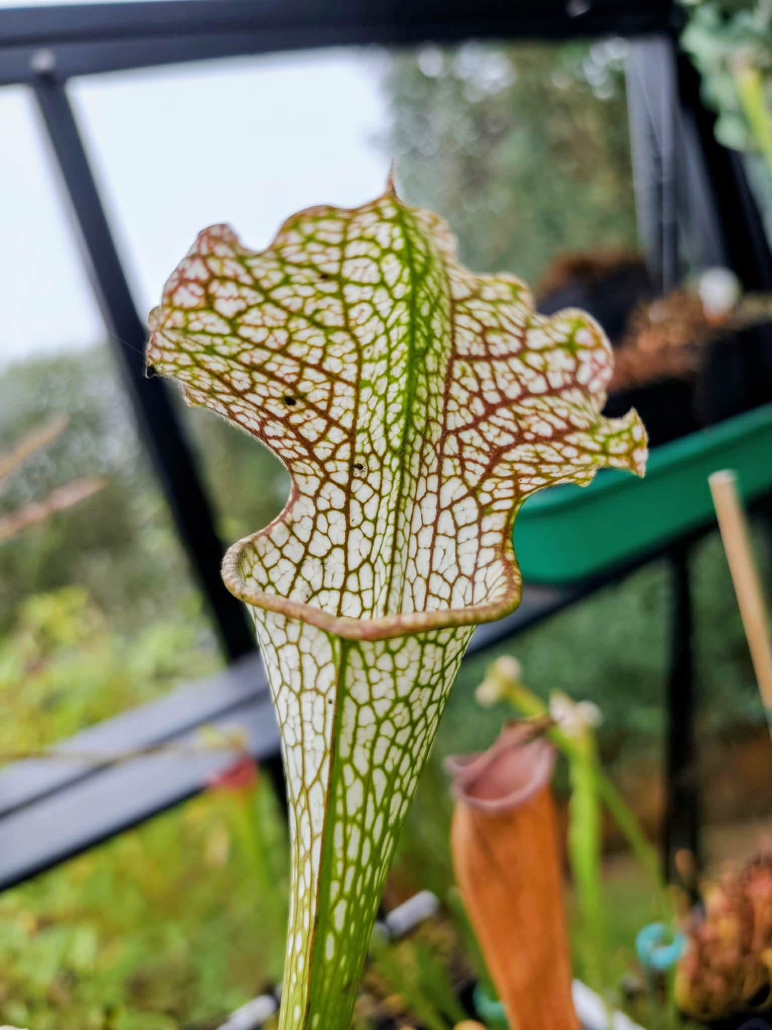S.x ' White Scorpion '