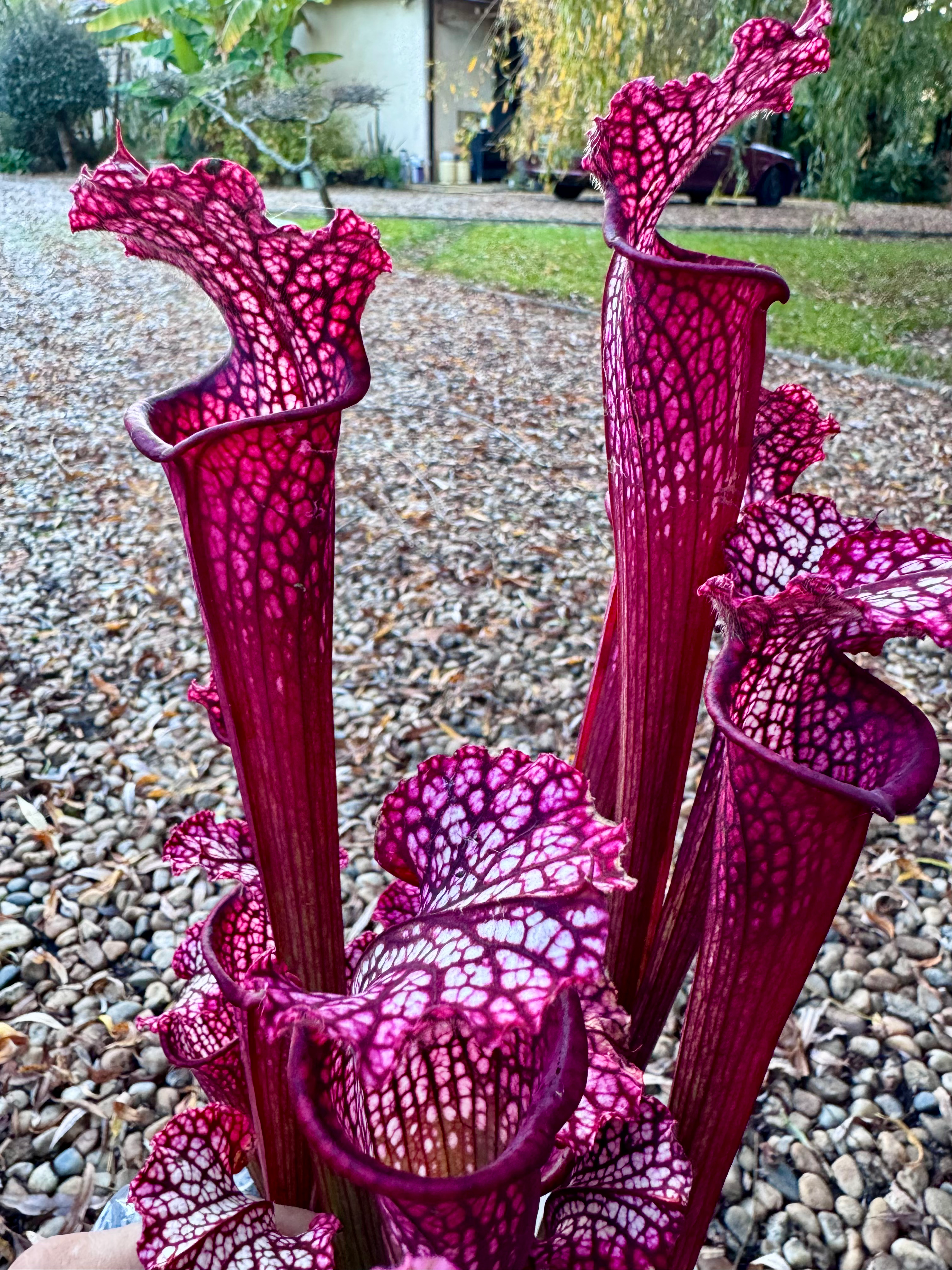 S. leucophylla - Ruedi Fürst