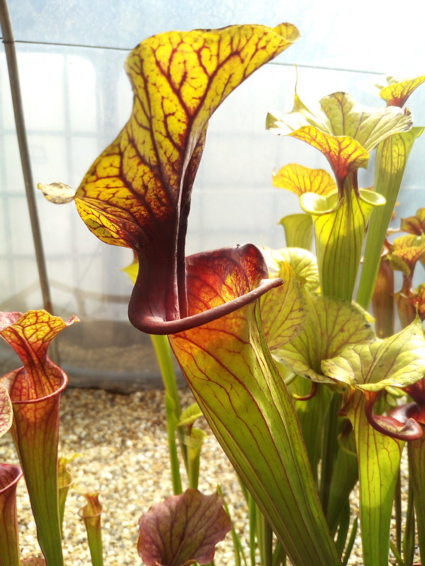 S. flava var. ornata -- solid red throat with diffused veins around neck Apalach