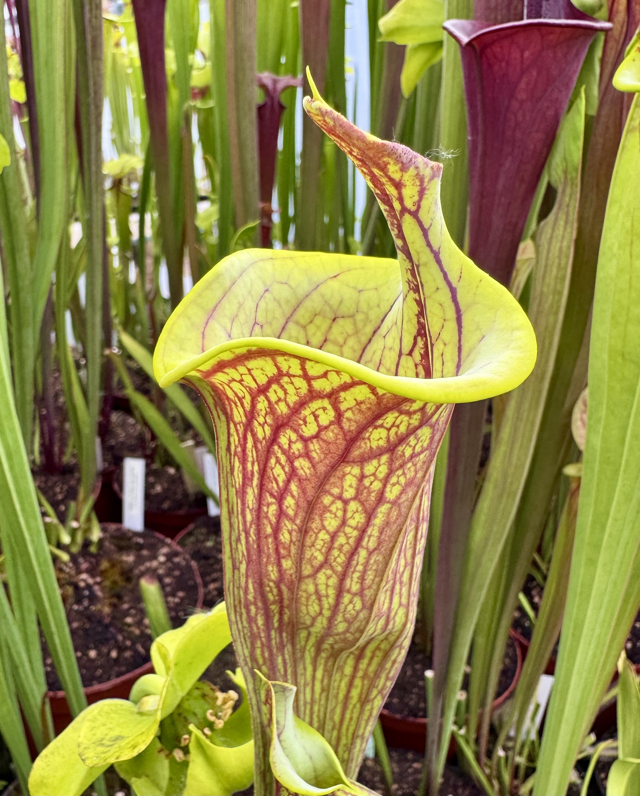 S. flava var. ornata "Lidless"