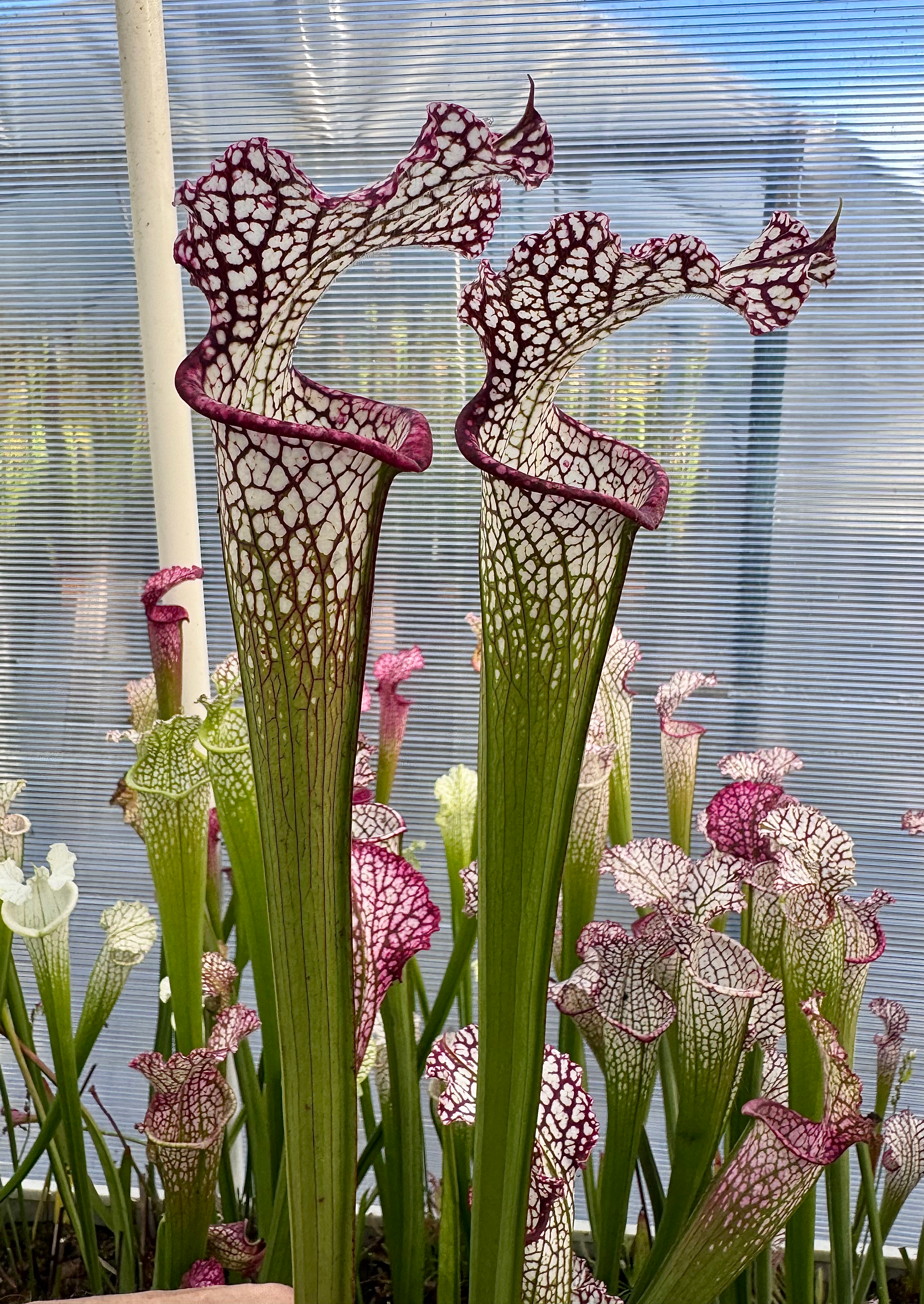 S. leucophylla