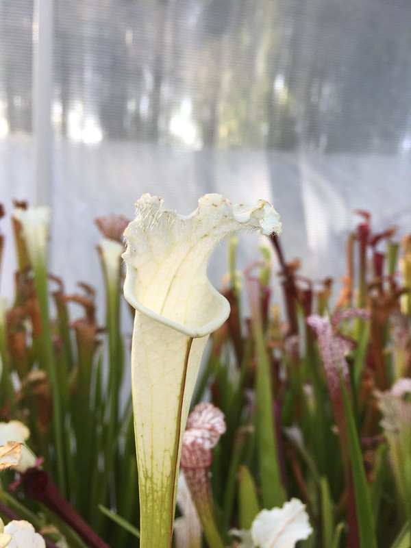 S. leucophylla – "alba" clone 1