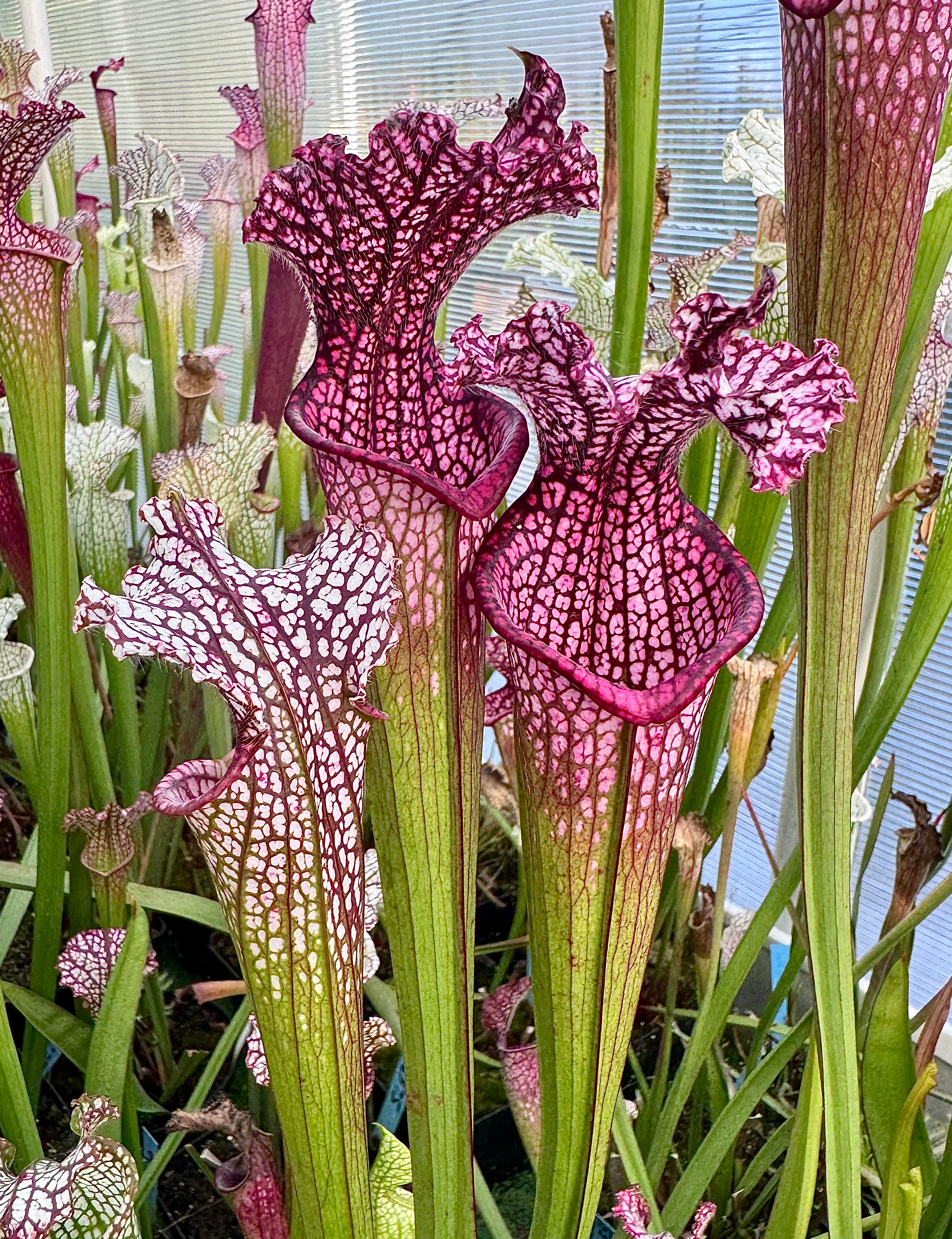 S. leucophylla – hétéro x L57MK
