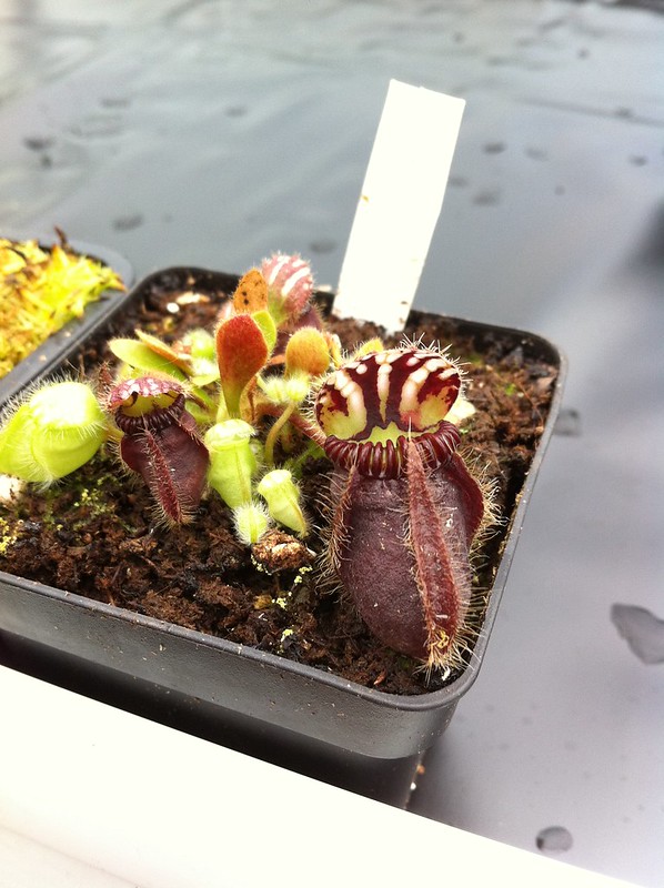Cephalotus follicularis 'type'