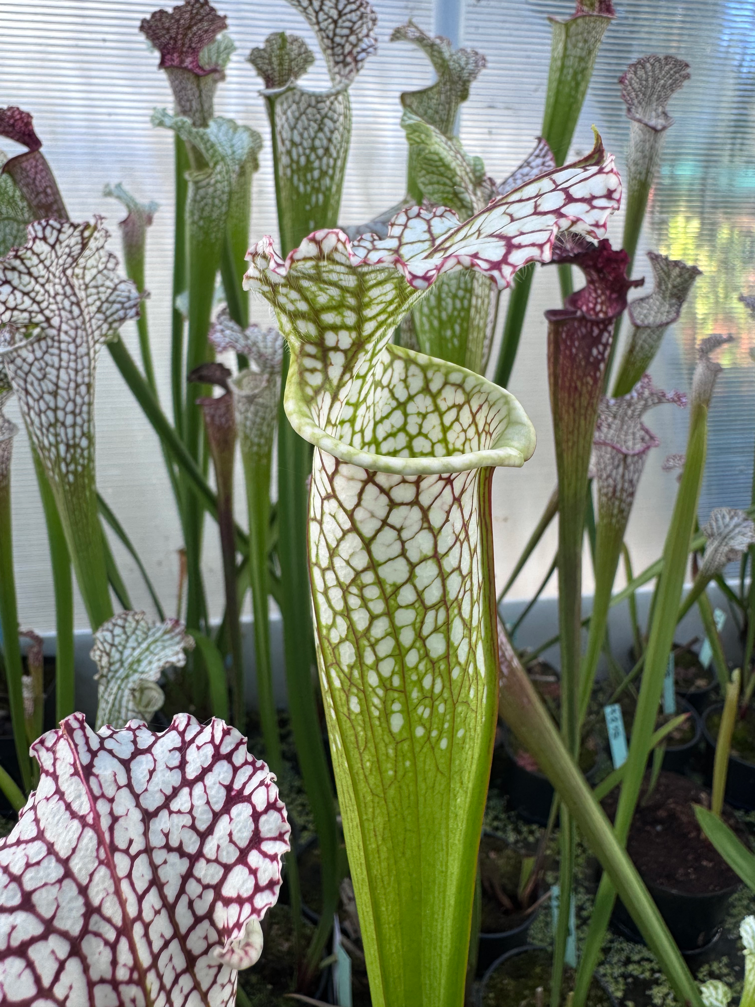 S. leucophylla -- Green and white tube