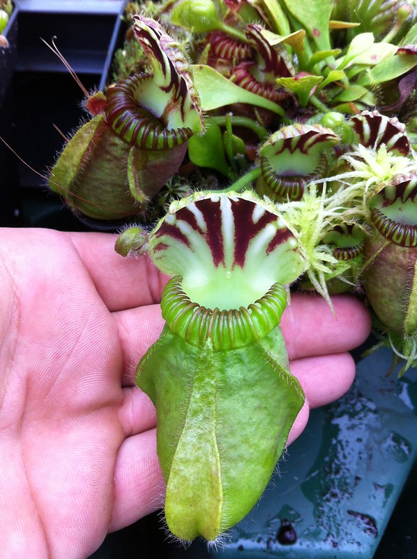 Cephalotus follicularis "hummer's giant"