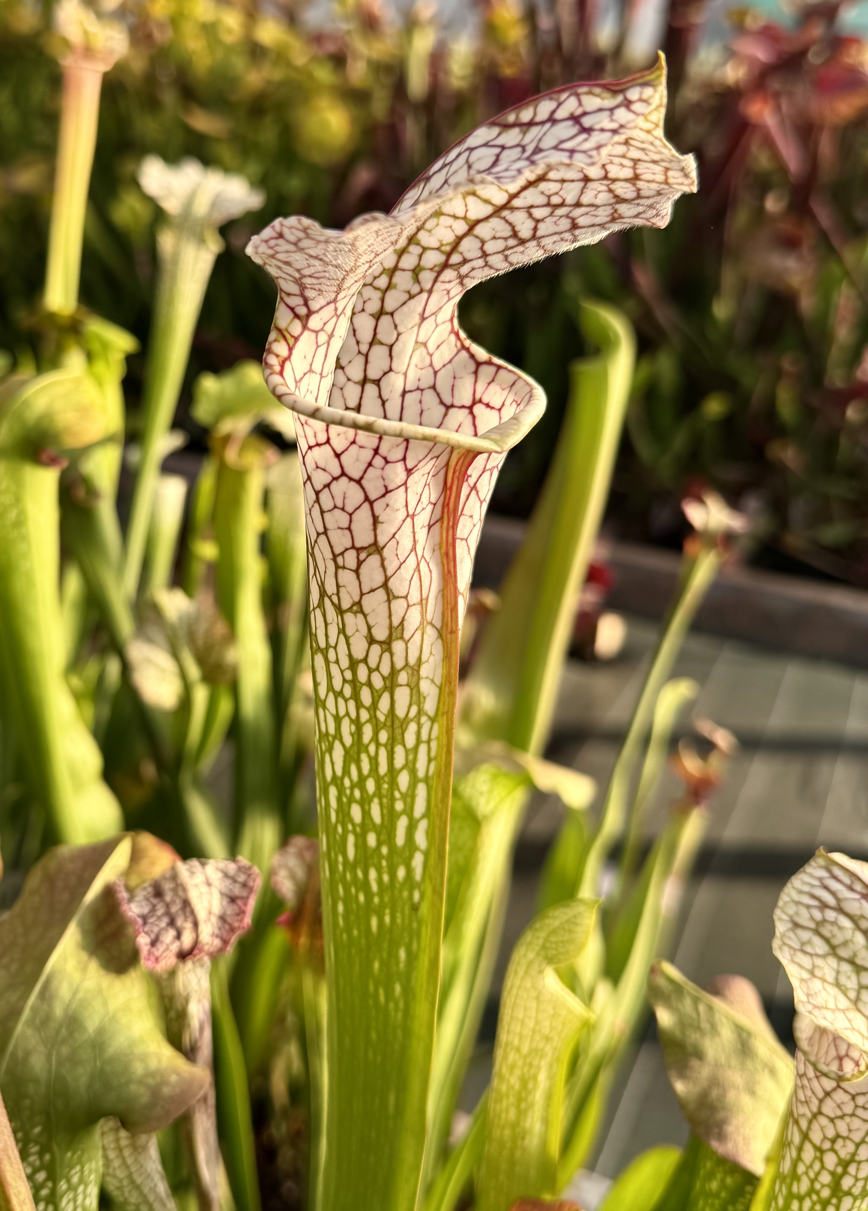 S.x ' White Scorpion '